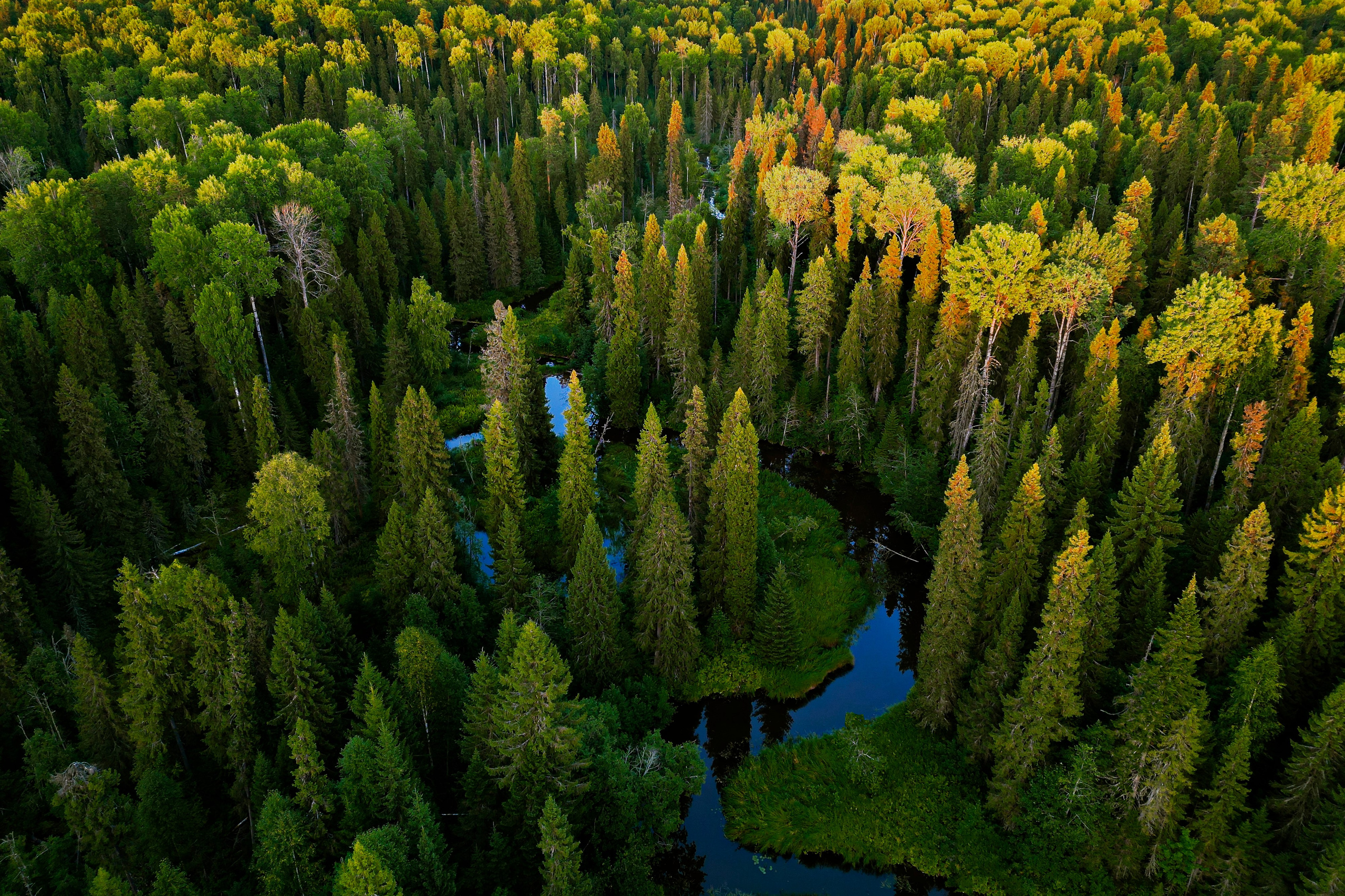 Закат над лесом. Тайга, республика Коми, река Сенюк, нацпарк "Койгородский".