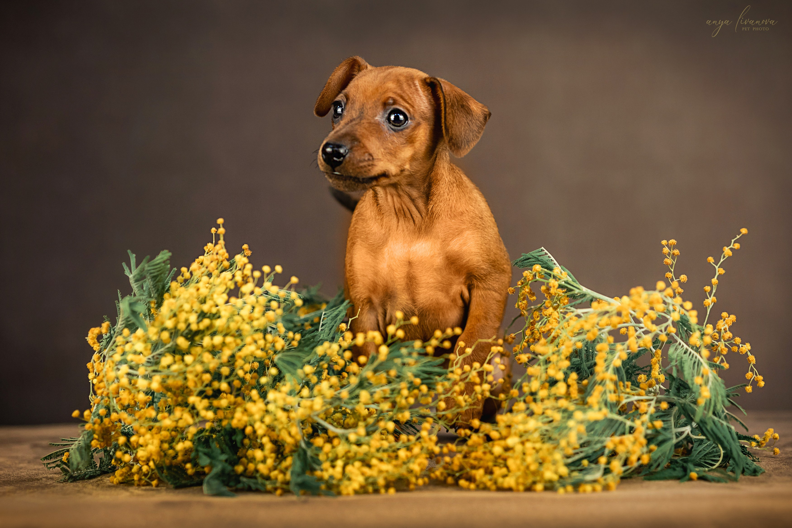 Пинчеры в мимозе. Фотограф анималист Аня Ливанова | Рыбинск