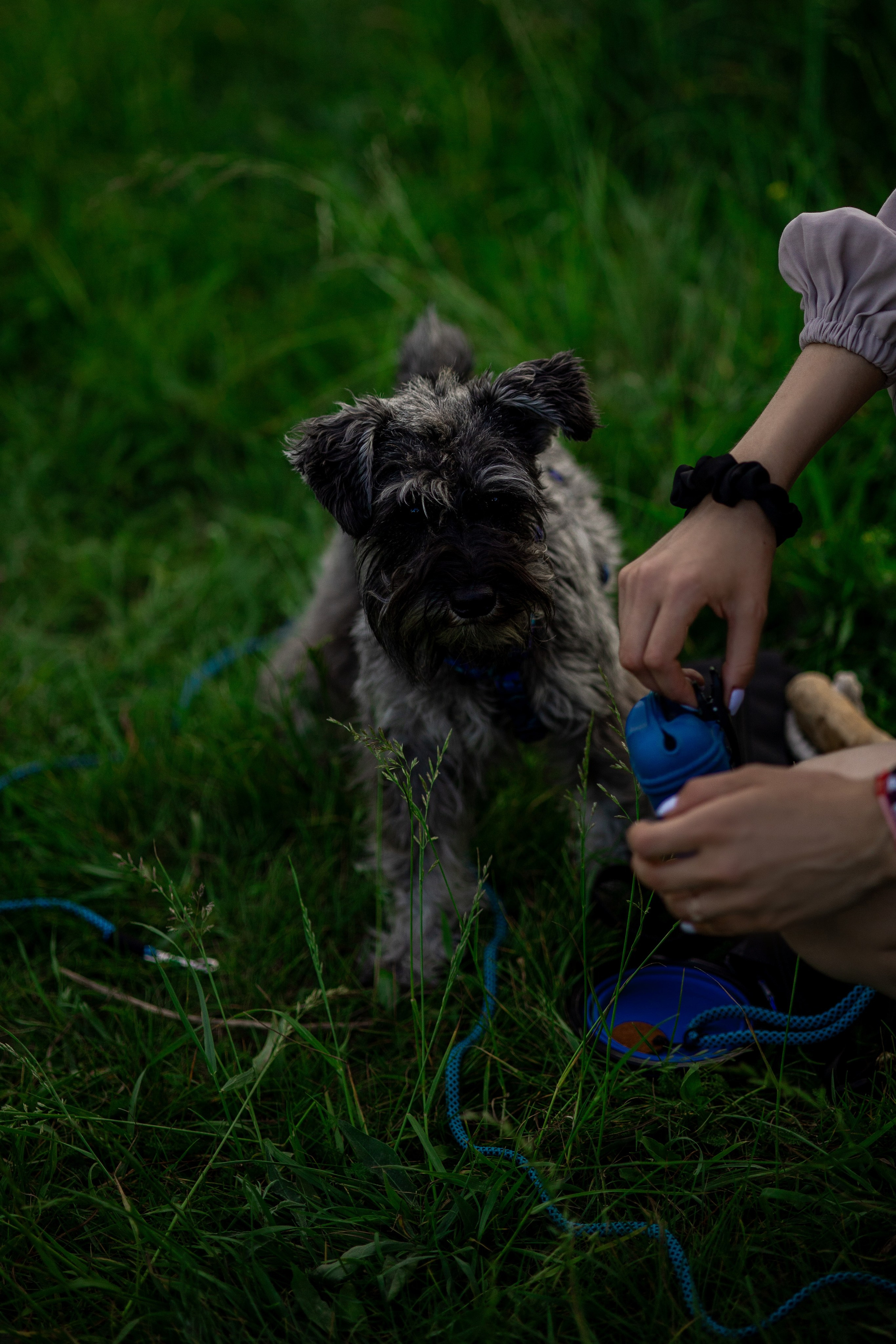 Съемка с собакой. Анастасия Белаш