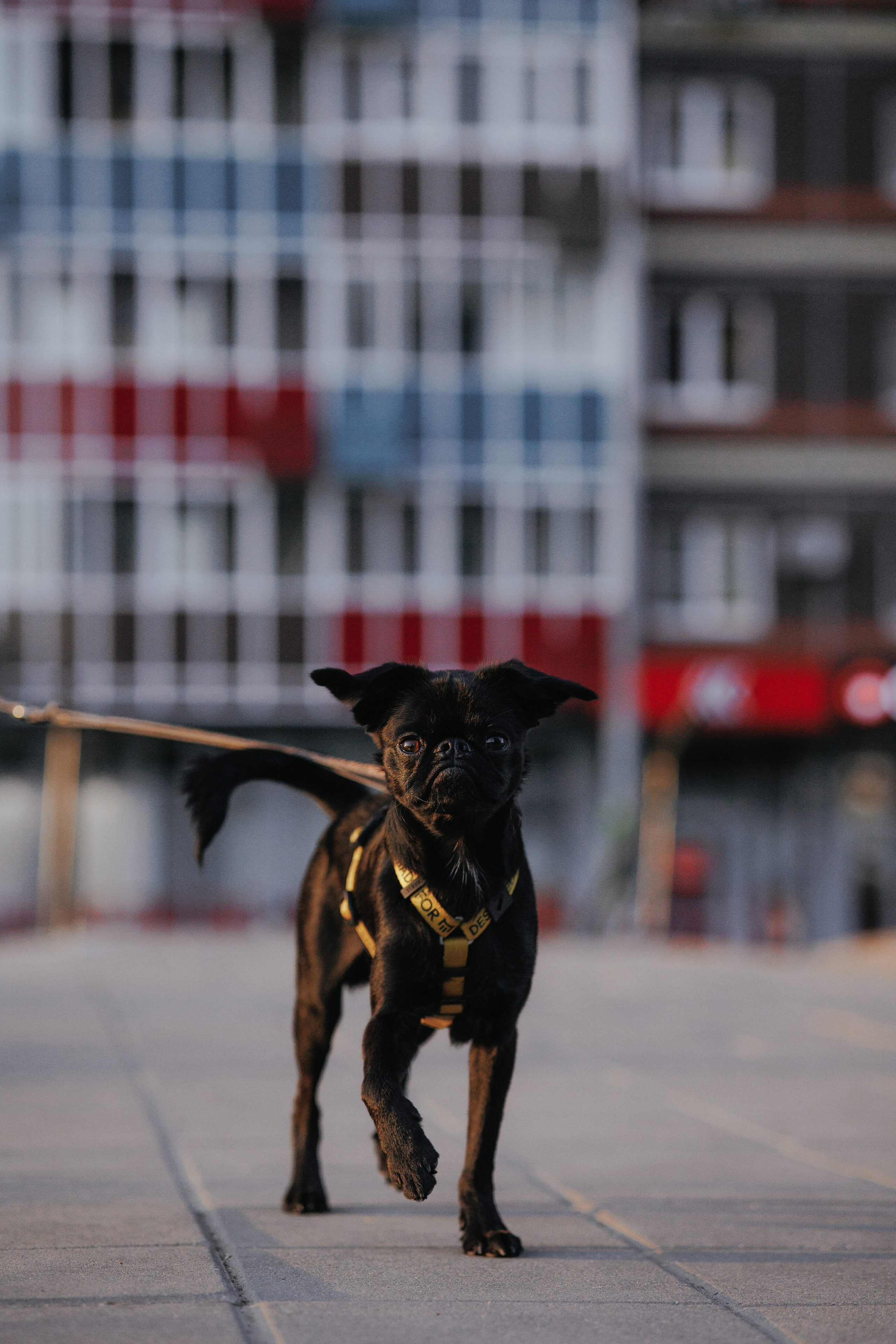 Закатная съемка с собакой. Анастасия Белаш