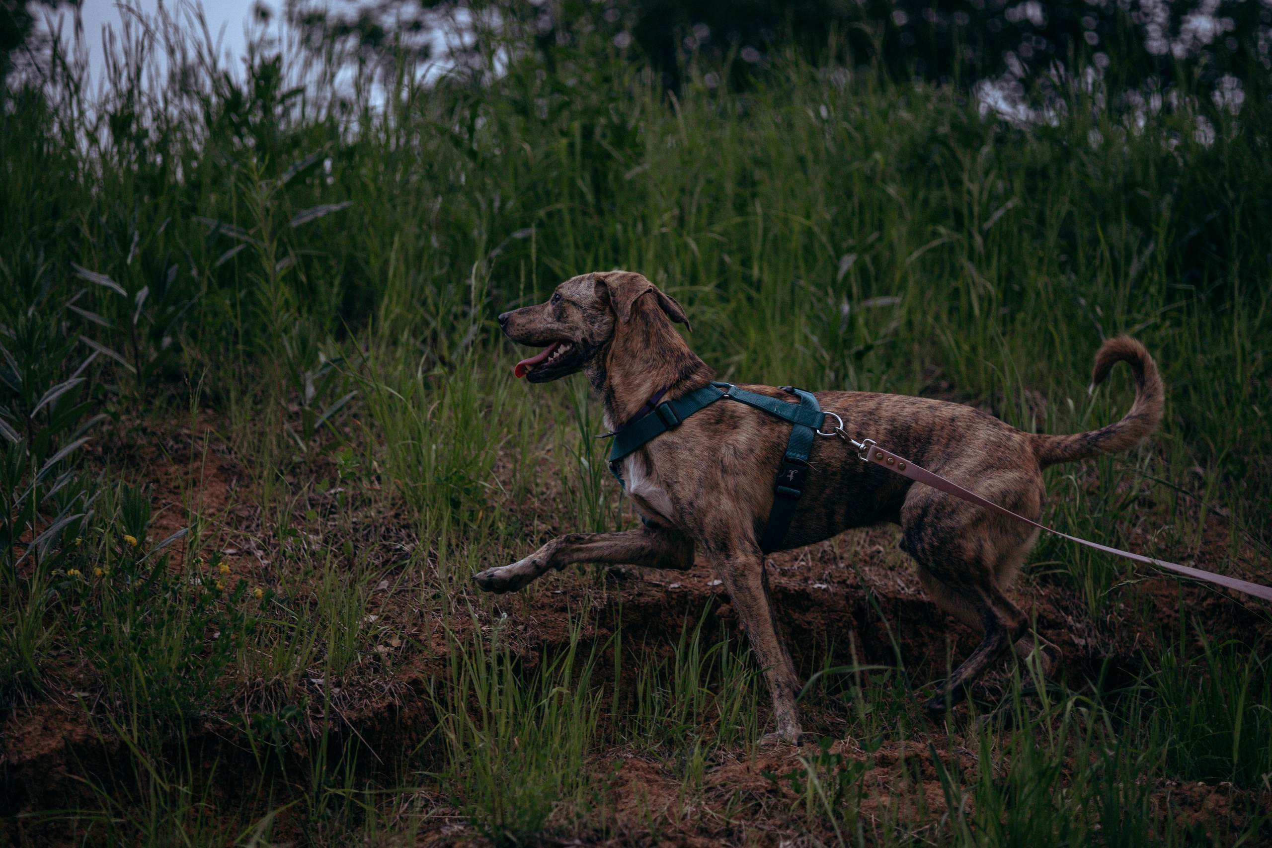 Съемка с собакой. Анастасия Белаш