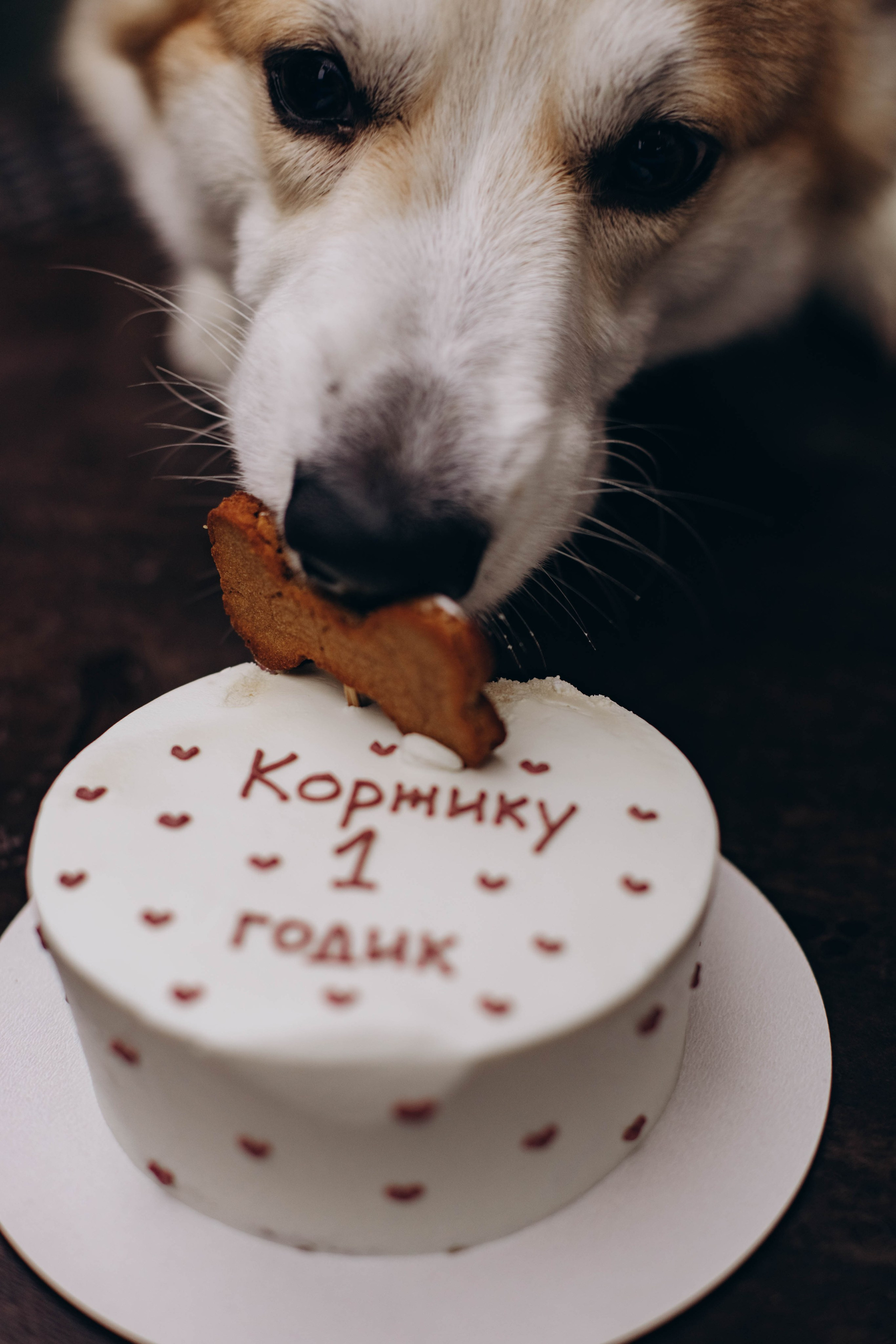 Ксюша и Коржик. Семейный фотограф Москва Ирина Малышева