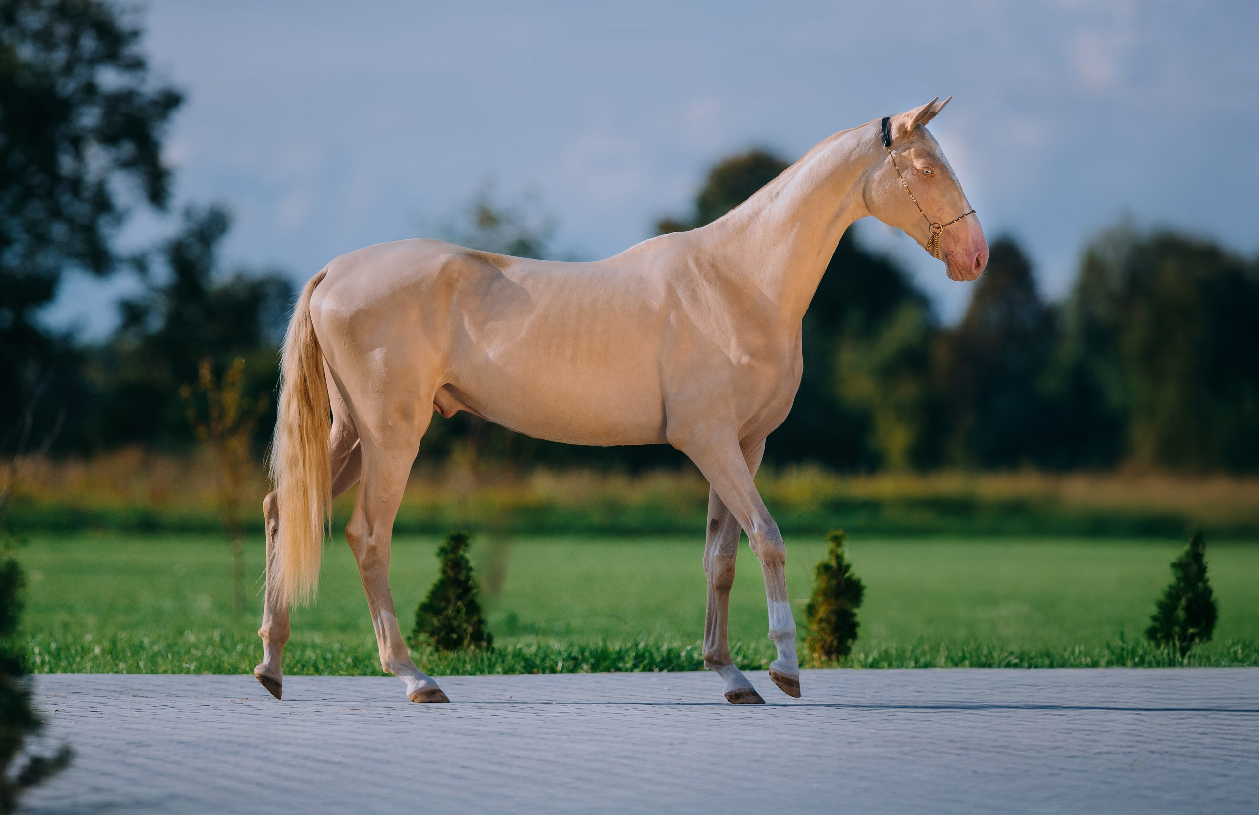 Экстерьеры. Фотограф-анималист Ксендзова Кристина