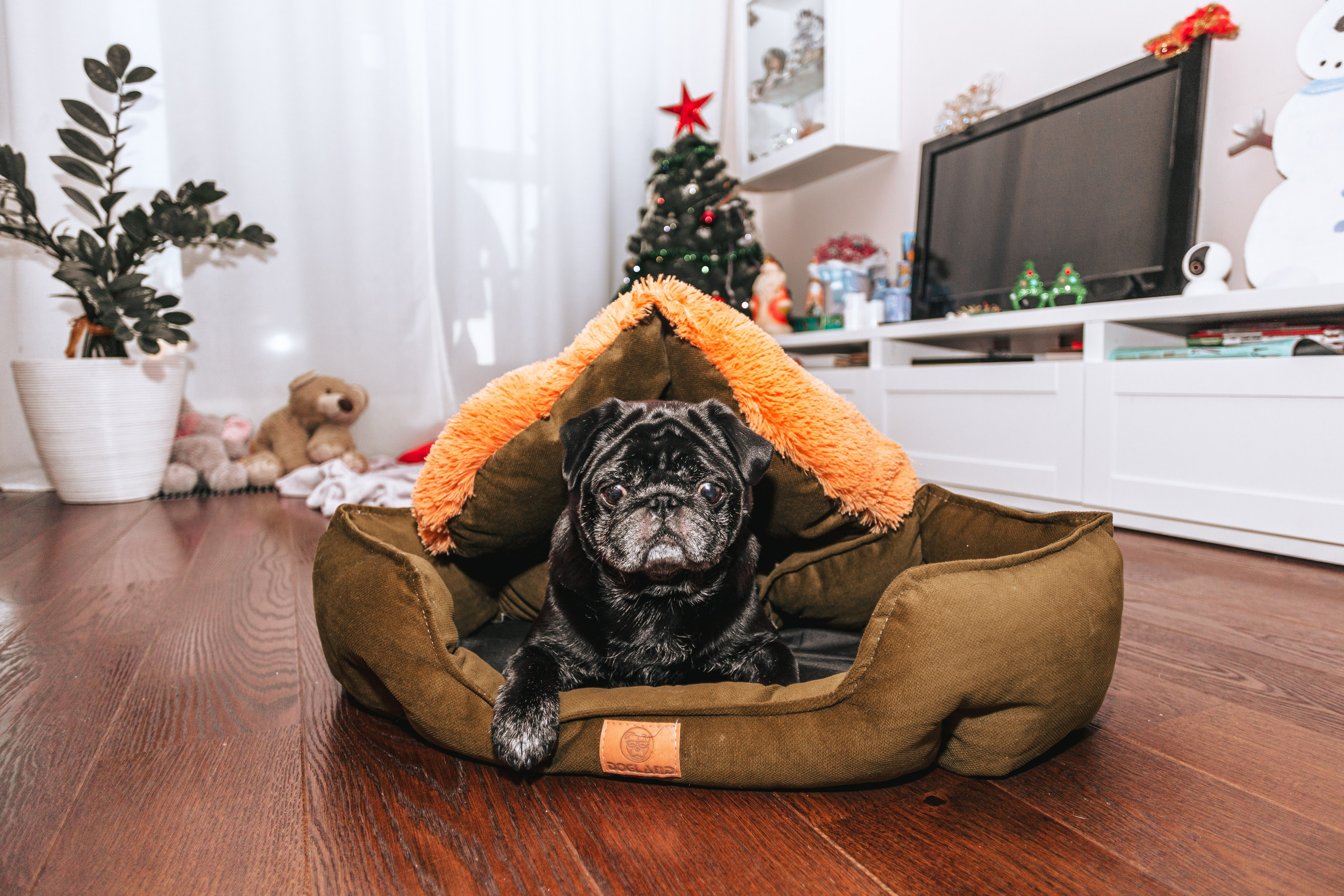 Домашняя фотосессия Оли и двух ее мопсов. Фотограф-анималист Татьяна Степанова