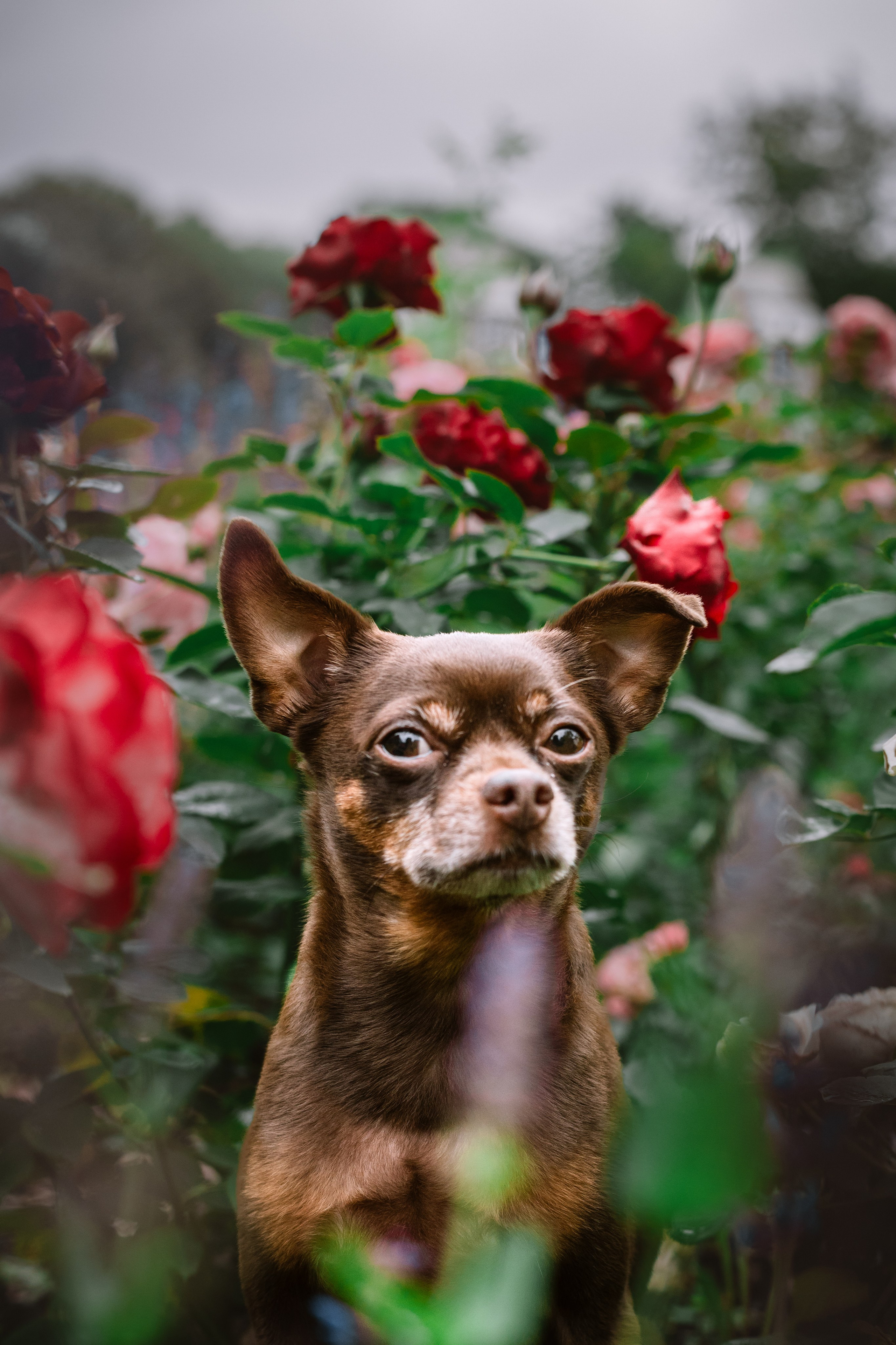Юля и Леонид. Фотограф-анималист Татьяна Степанова