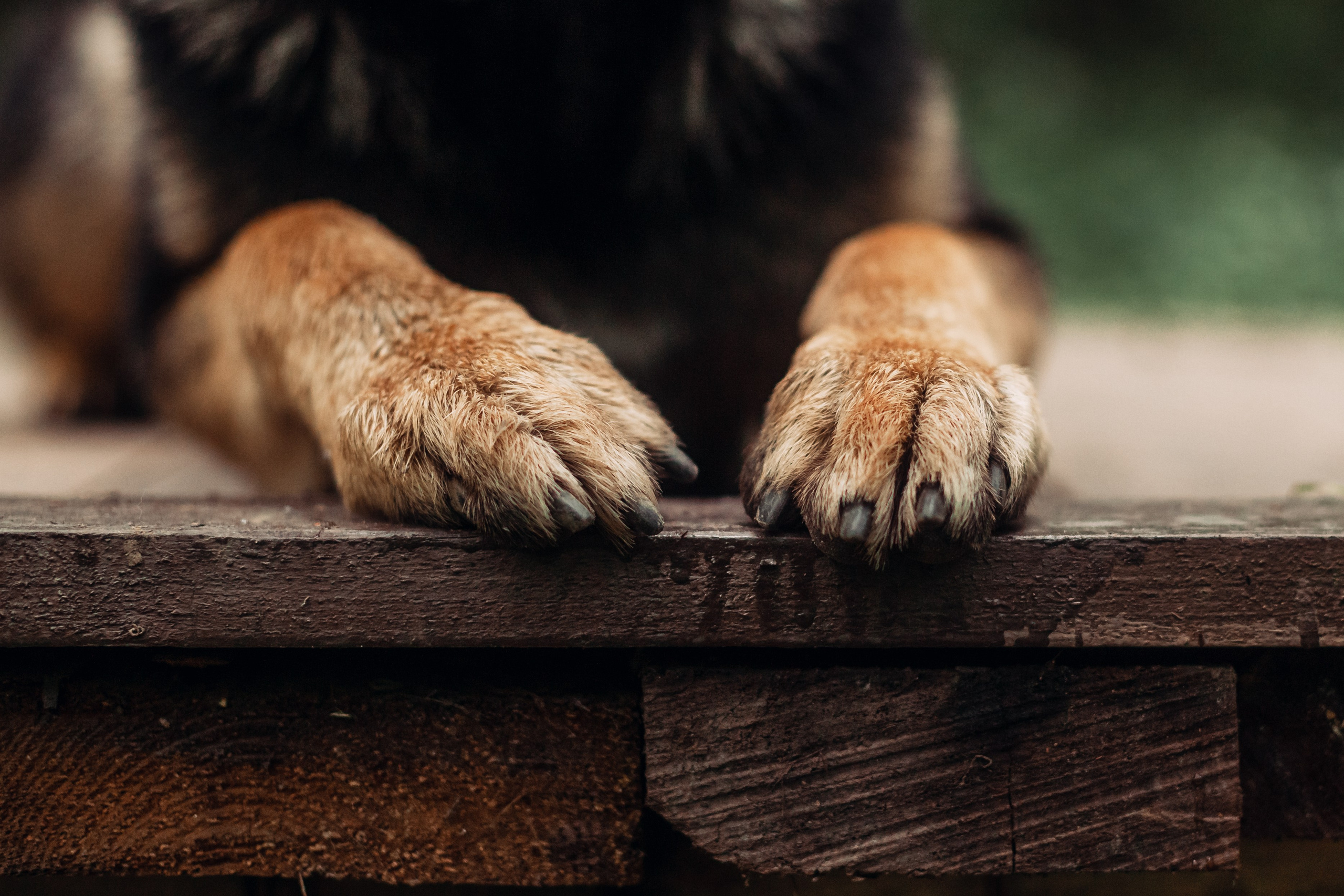 Лесная летняя фотопрогулка. Фотограф-анималист Татьяна Степанова
