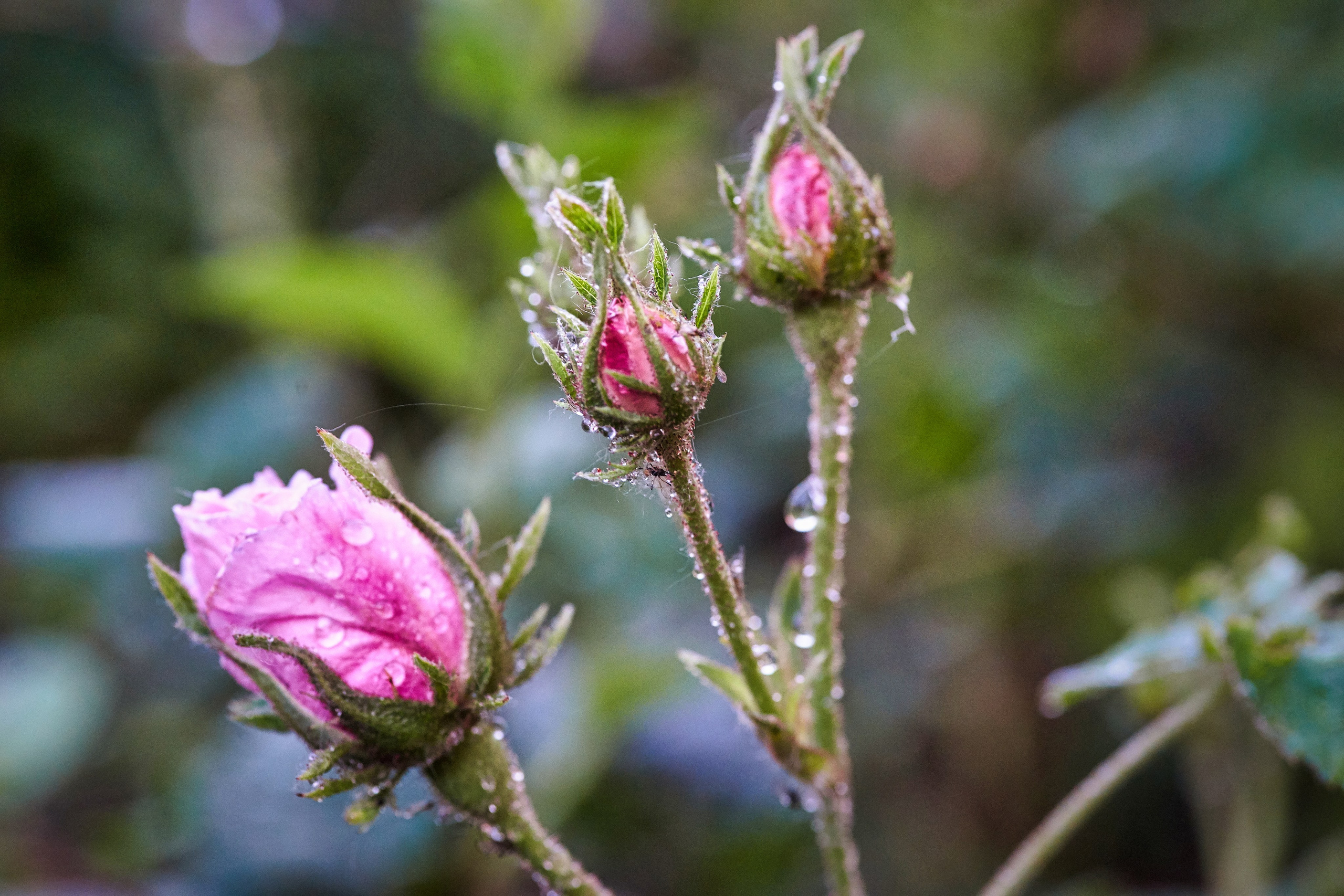 Наша мать — природа. Фотограф Владимир Артамонов