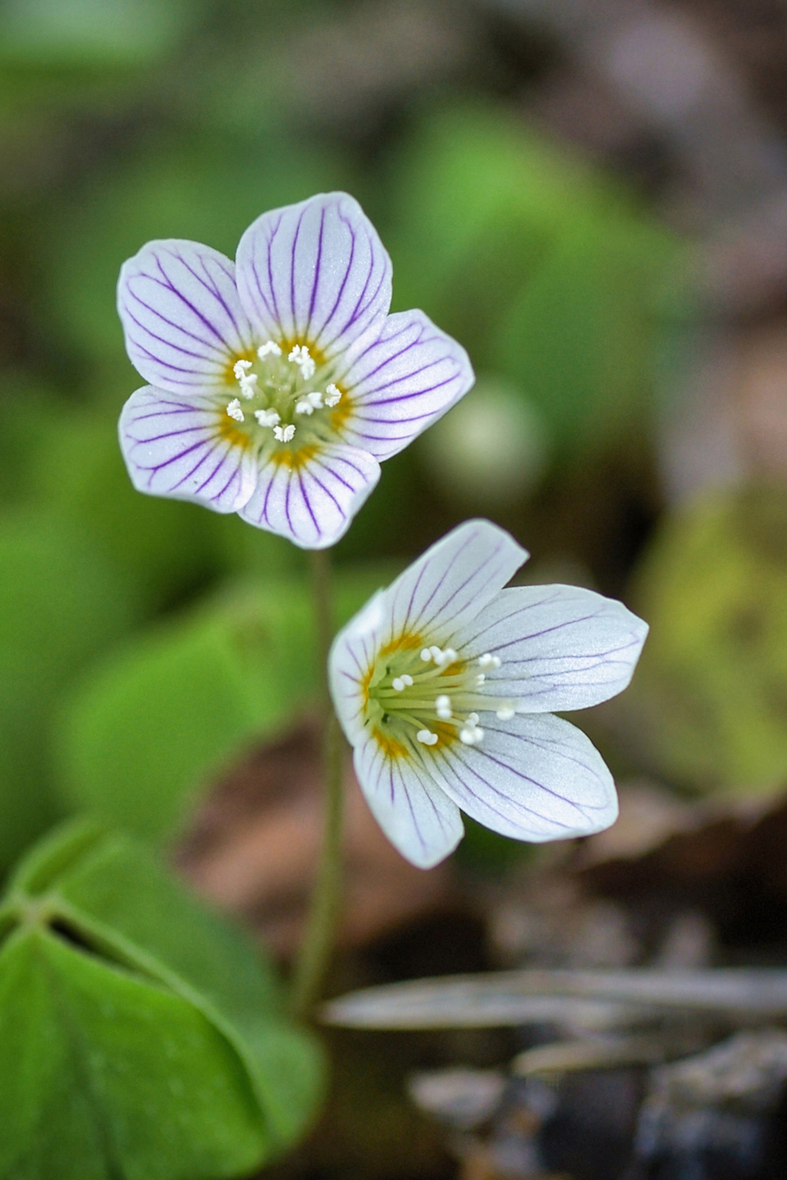 Наша мать — природа. Фотограф Владимир Артамонов