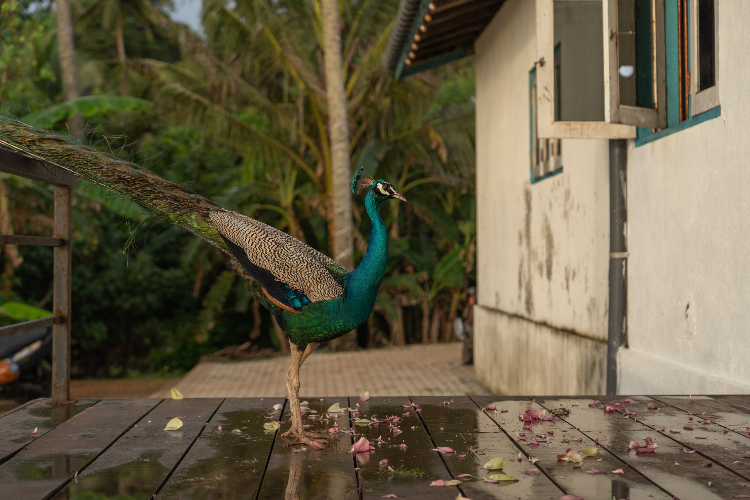 Sri Lankan Style Wedding Ceremony