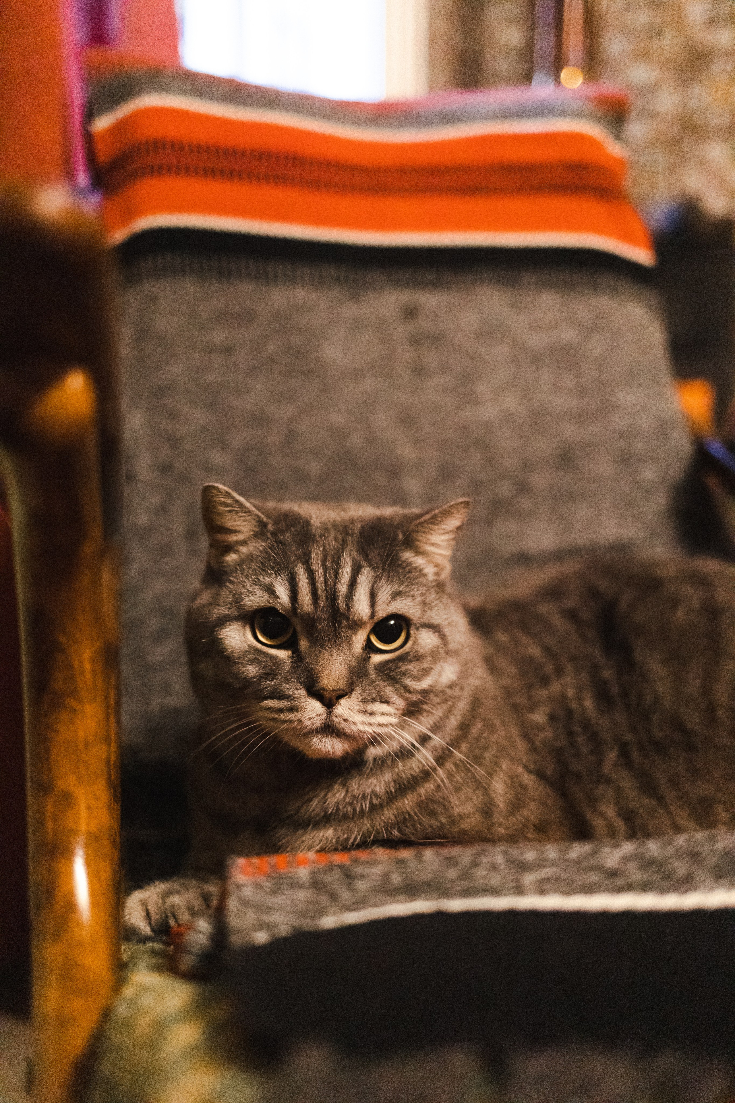 Five o'clock (история большой семьи). Семейный фотограф в Москве