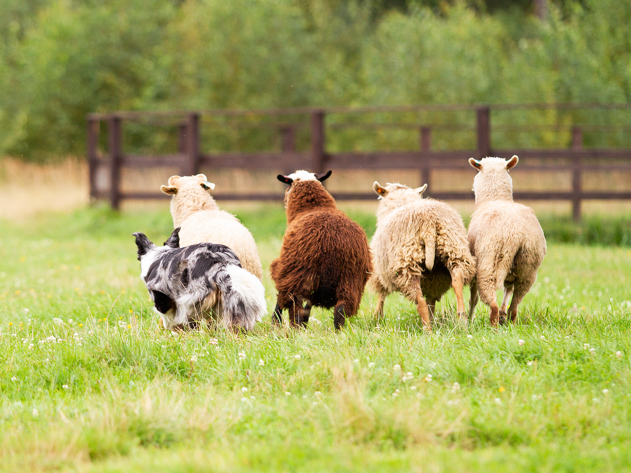 Собаки. Фотограф-анималист в Москве и МО Самойлова Марина
