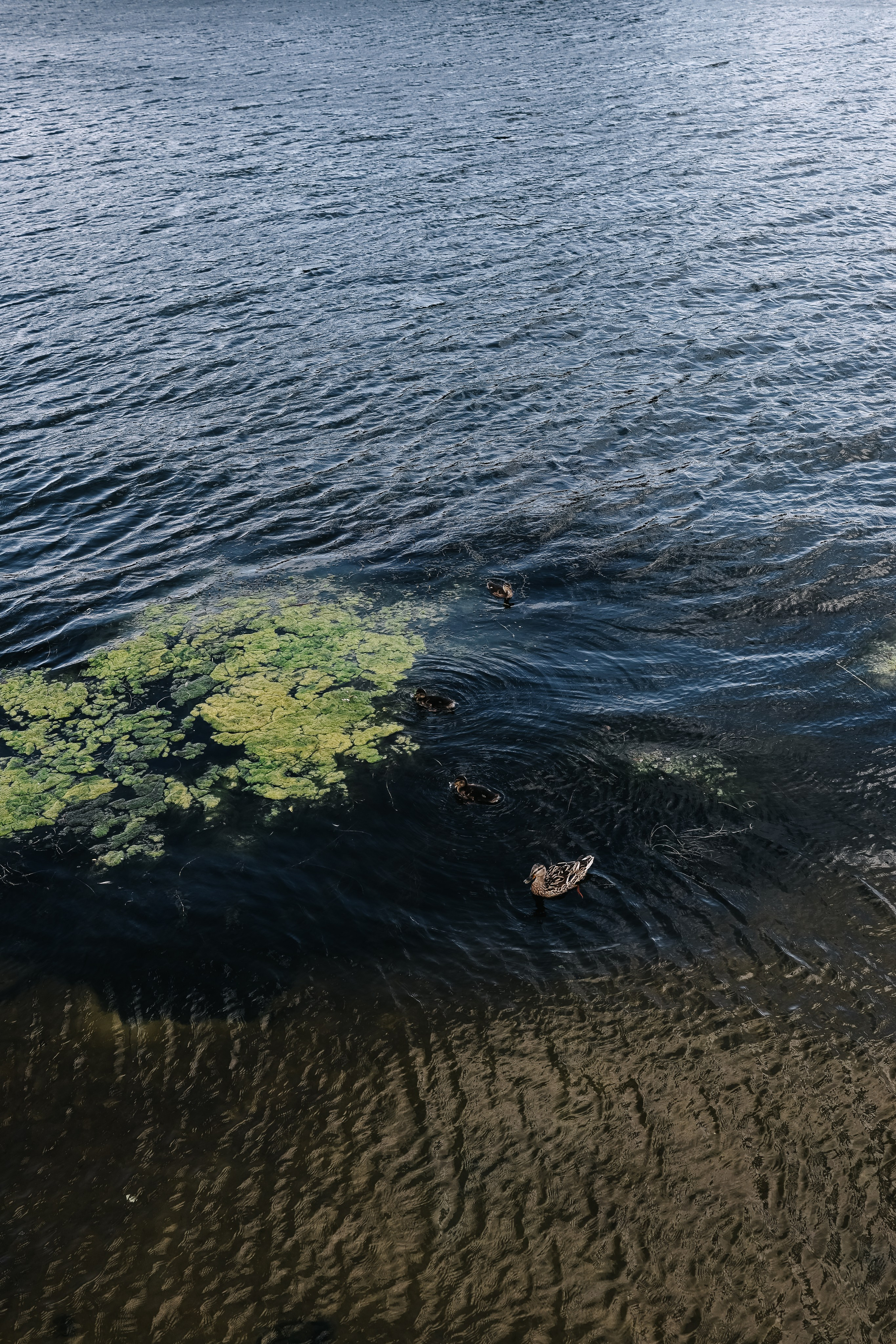 Александра и Денис. Свадебный и семейный фотограф в Воронеже Ксения Воротникова