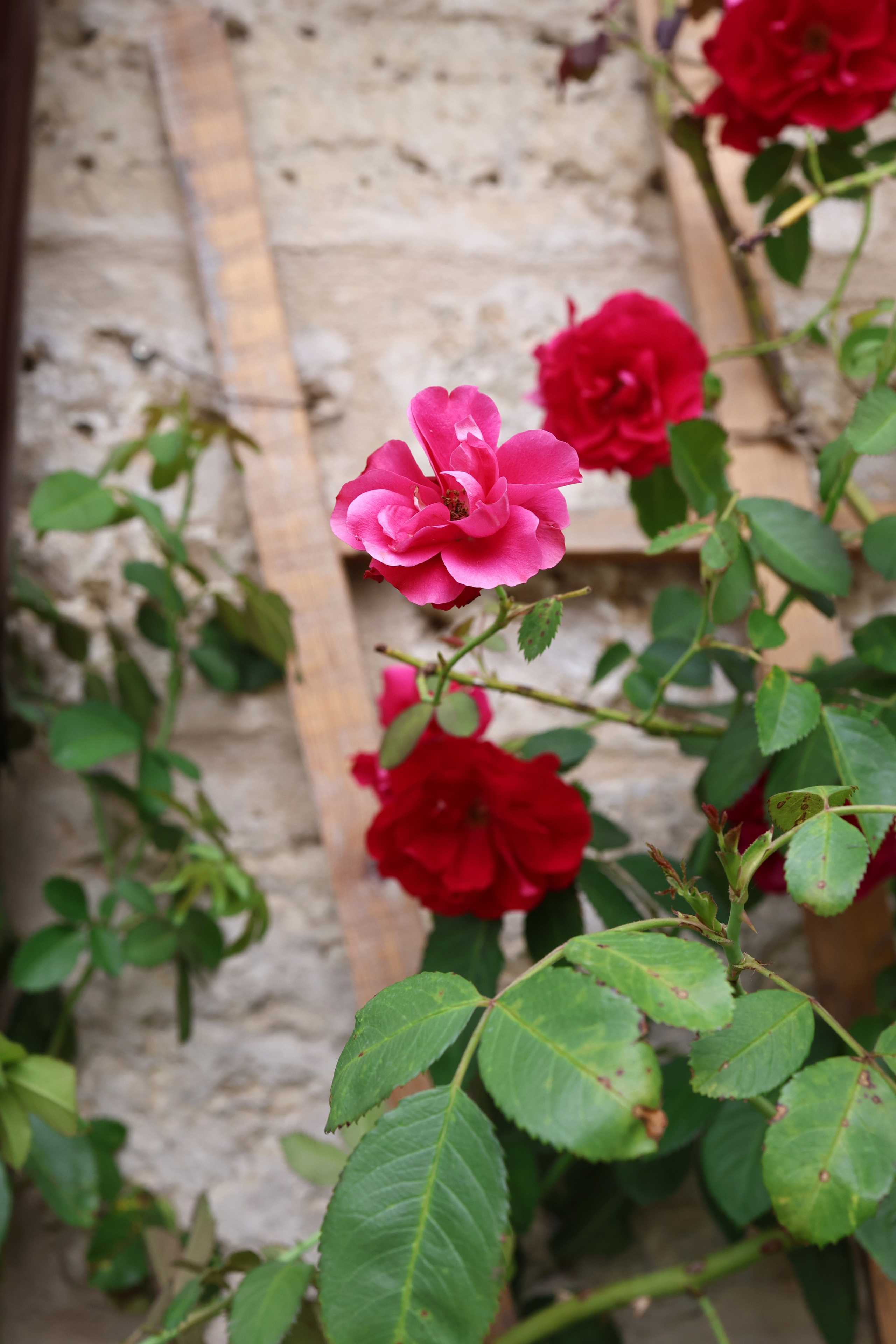 Валерия и Николай. Свадебный и семейный фотограф в Воронеже Ксения Воротникова