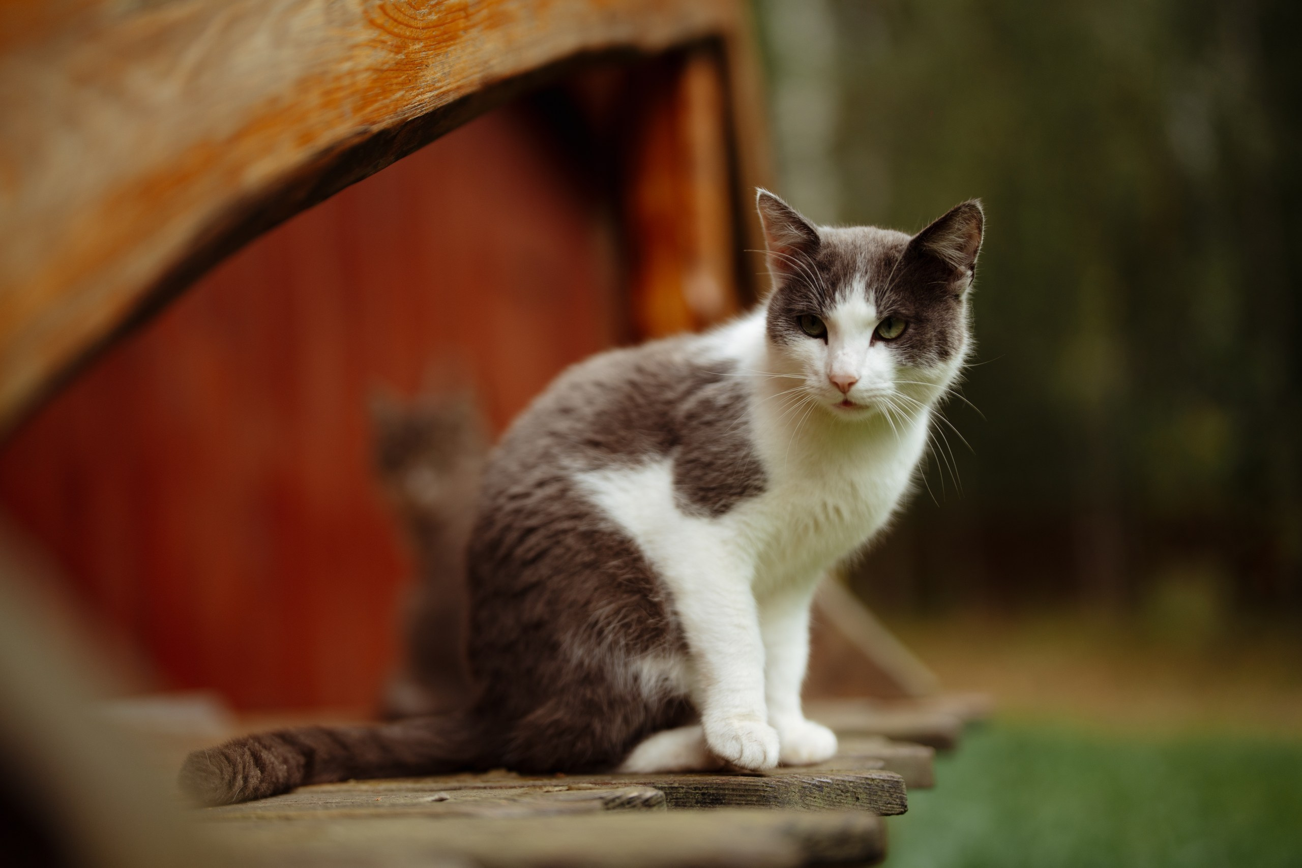 Сюжет № 11|Виктория Алексеенко