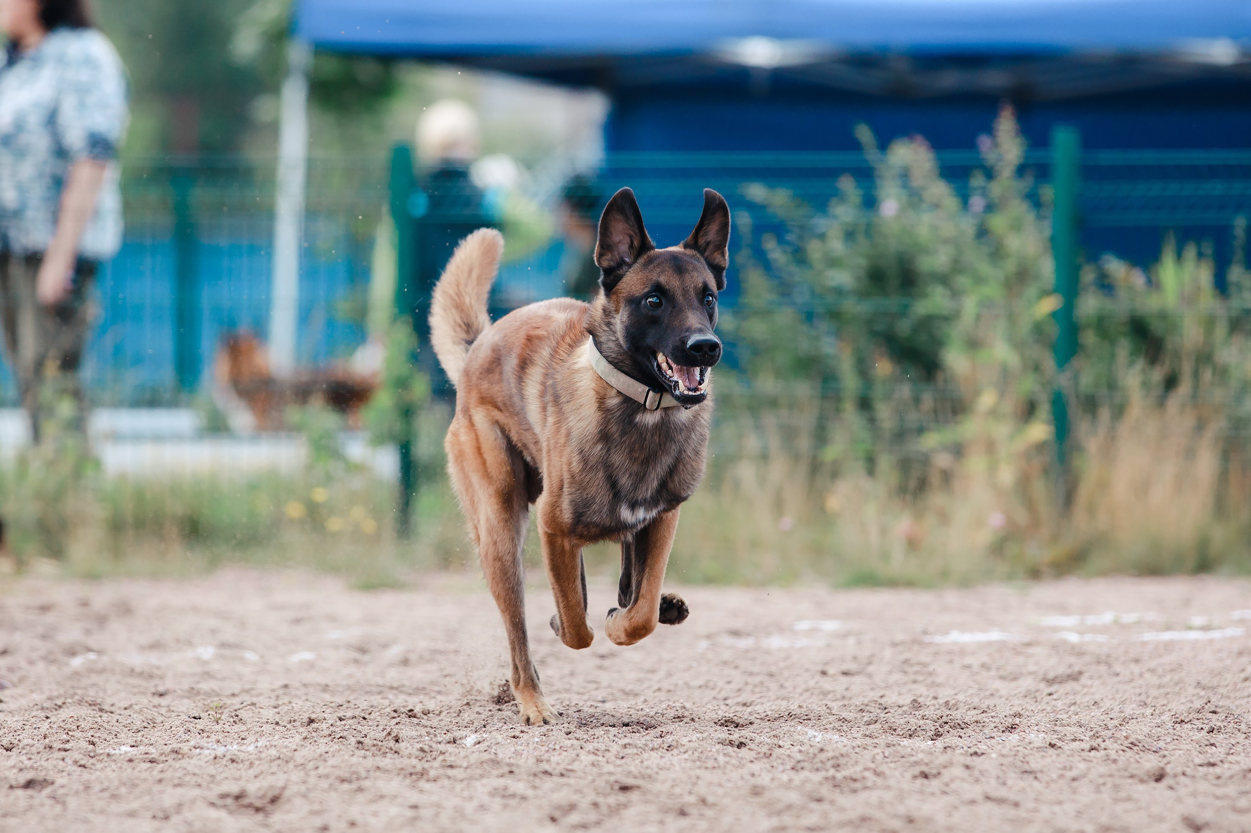 Питч&Гоу + веселые старты. Фотограф-анималист Mary Mart — Москва, Питер