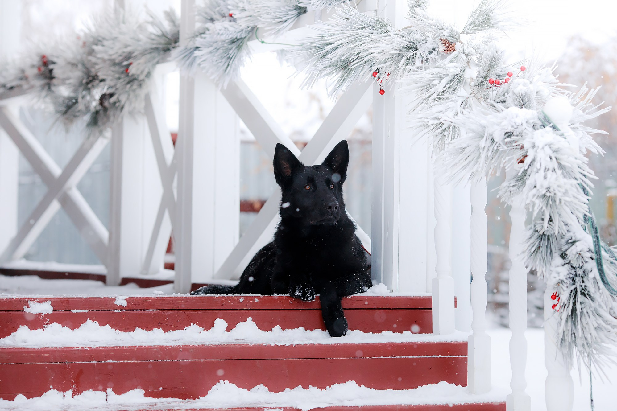 Зимние портреты. Фотограф-анималист Mary Mart — Москва, Питер