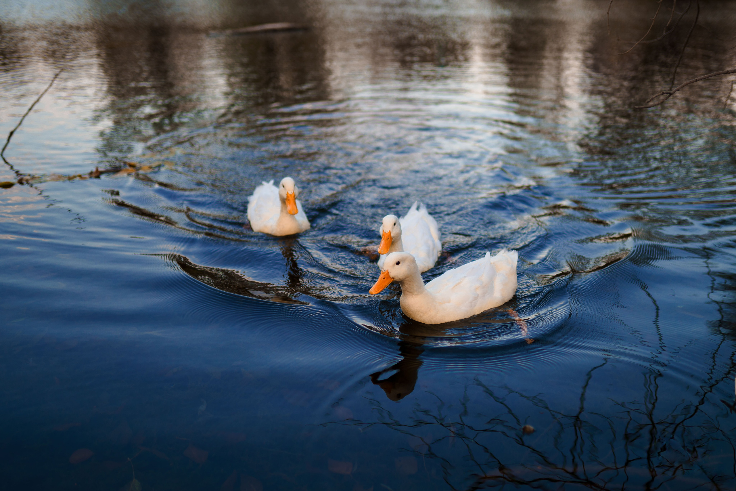 ЦВЕТНЫЕ ФОТОГРАФИИ. Никита Аничкин фото и видео оператор из России