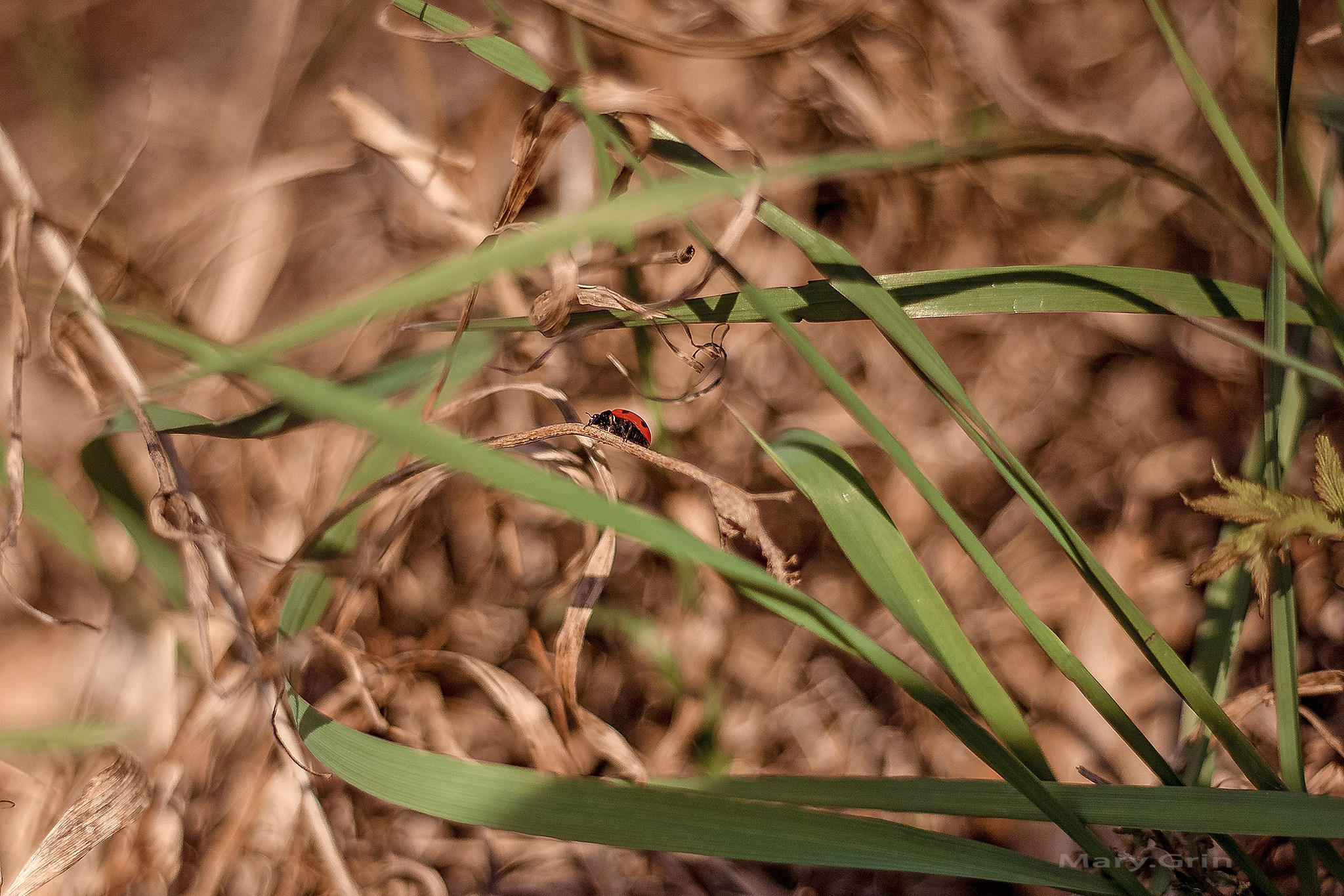Майские за городом. Детский и семейный фотограф, фотограф мероприятий Нижний Новгород