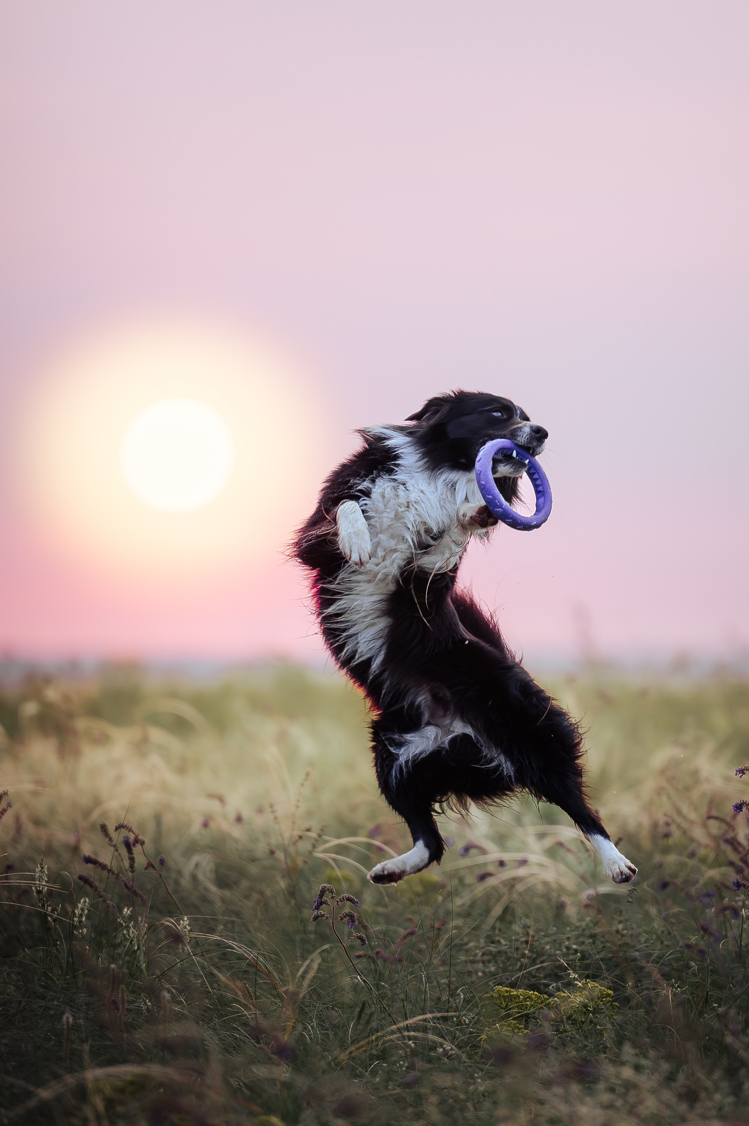 Прогулка на рассвете с бордер-колли. Фотограф в Ростове —на — Дону