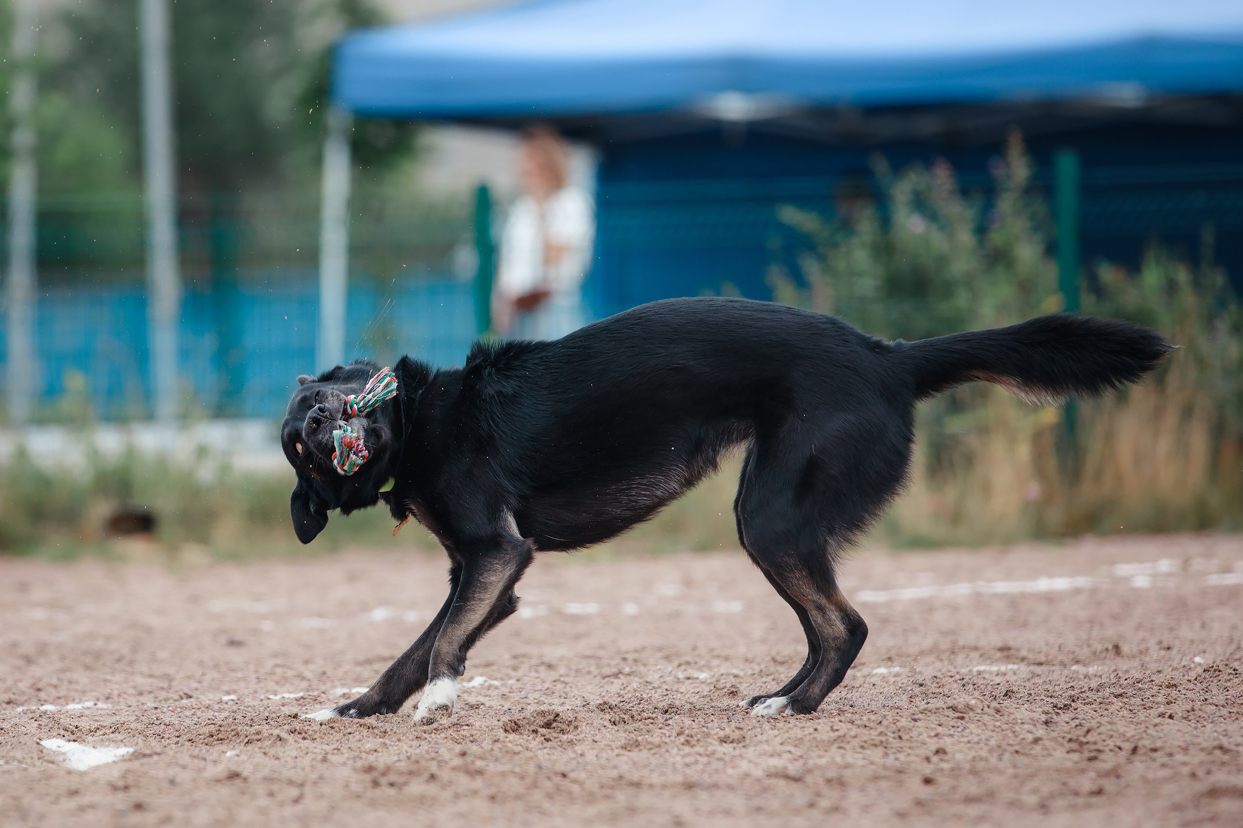 Питч&Гоу + веселые старты. Фотограф-анималист Mary Mart — Москва, Питер
