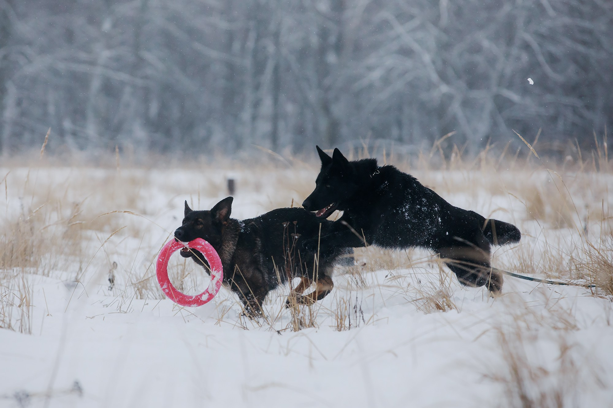 Зимние портреты. Фотограф-анималист Mary Mart — Москва, Питер