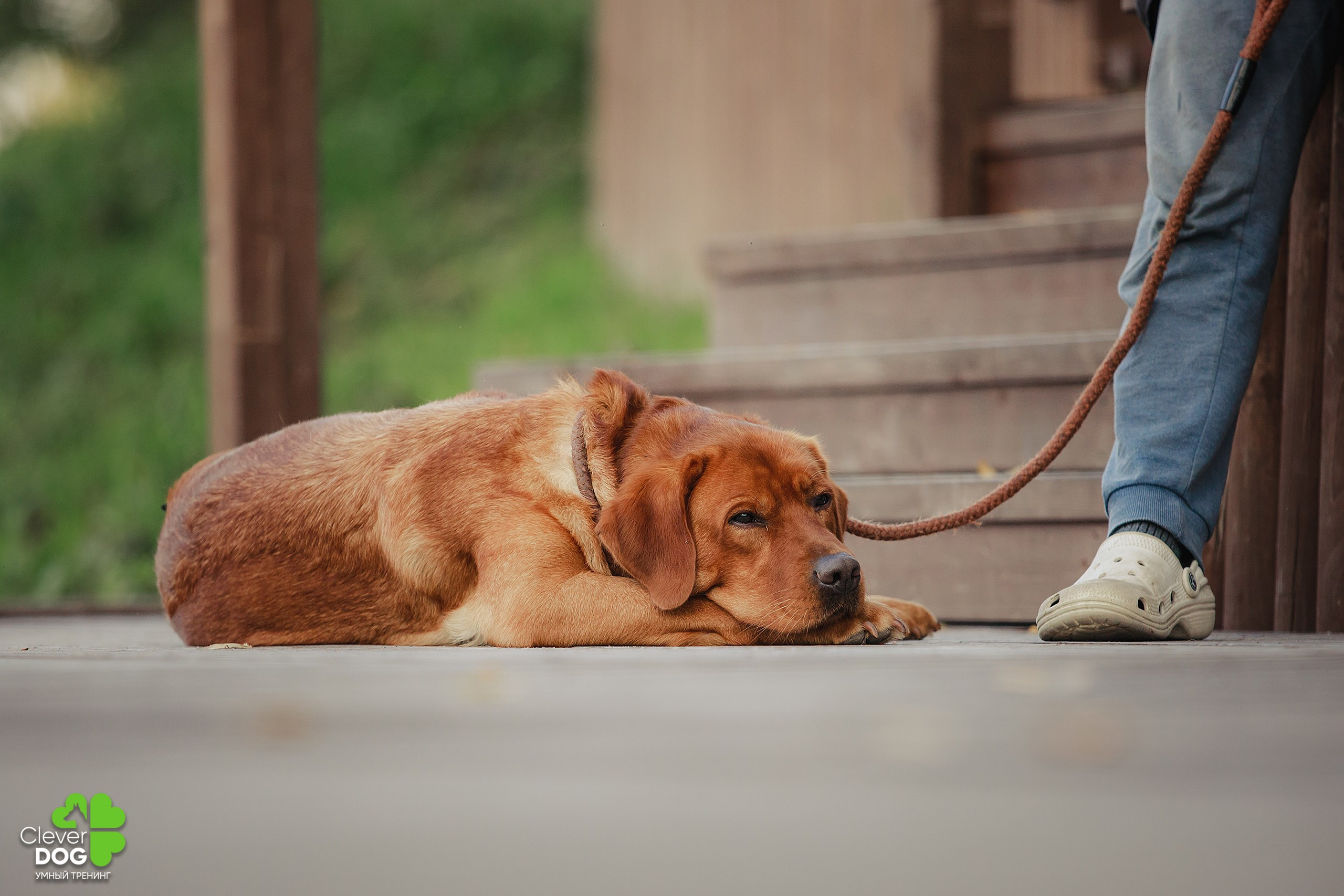 Кинологический лагерь CleverDog, 2024. Фотограф-анималист Mary Mart — Москва, Питер