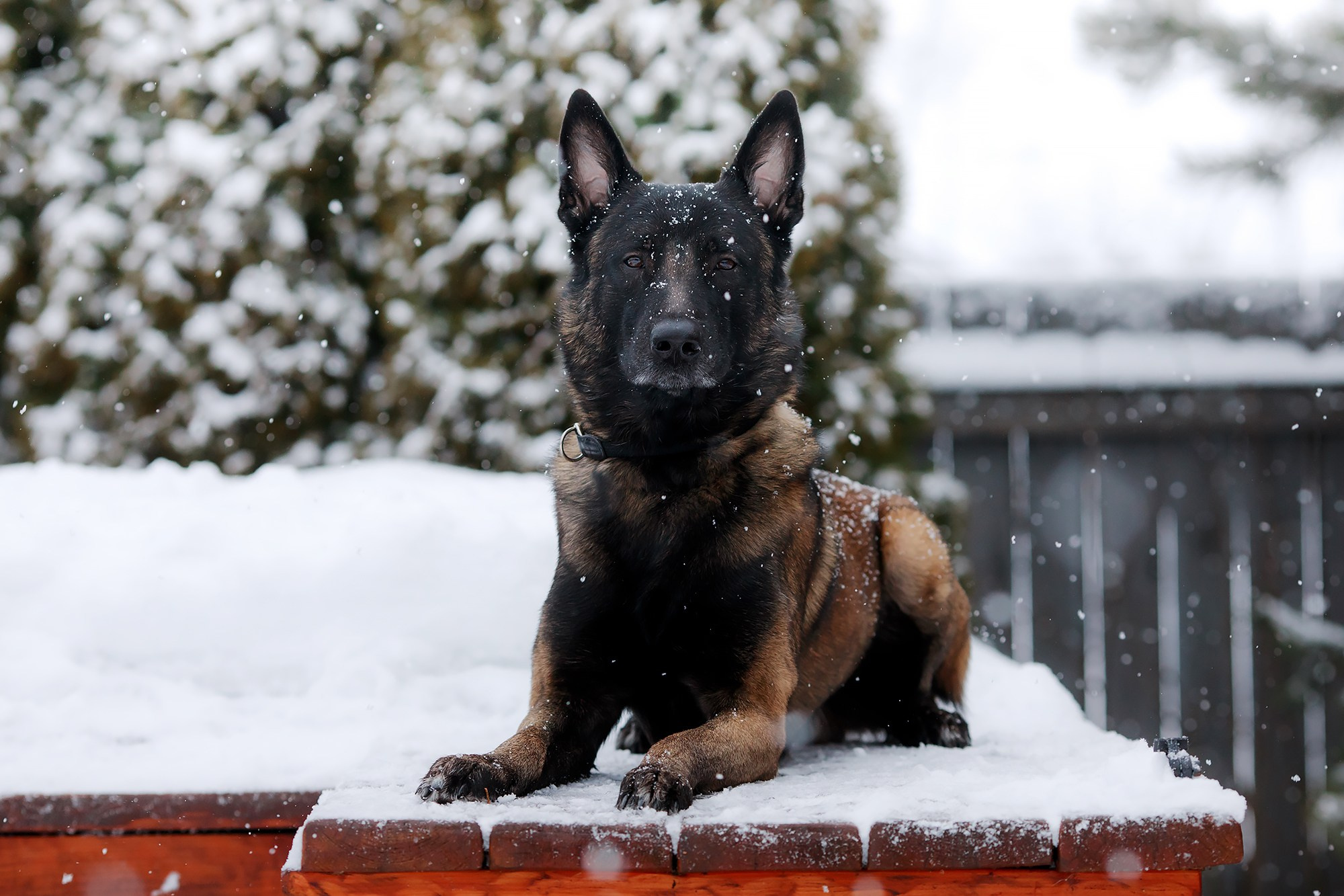 Зорро. Фотограф-анималист Mary Mart — Москва, Питер