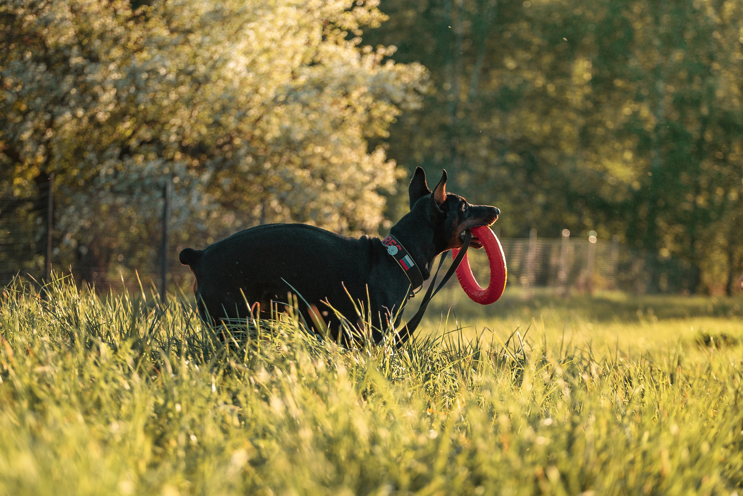 Юля, Андрей и Арес. Фотограф-анималист Анастасия Парфенова|Екатеринбург