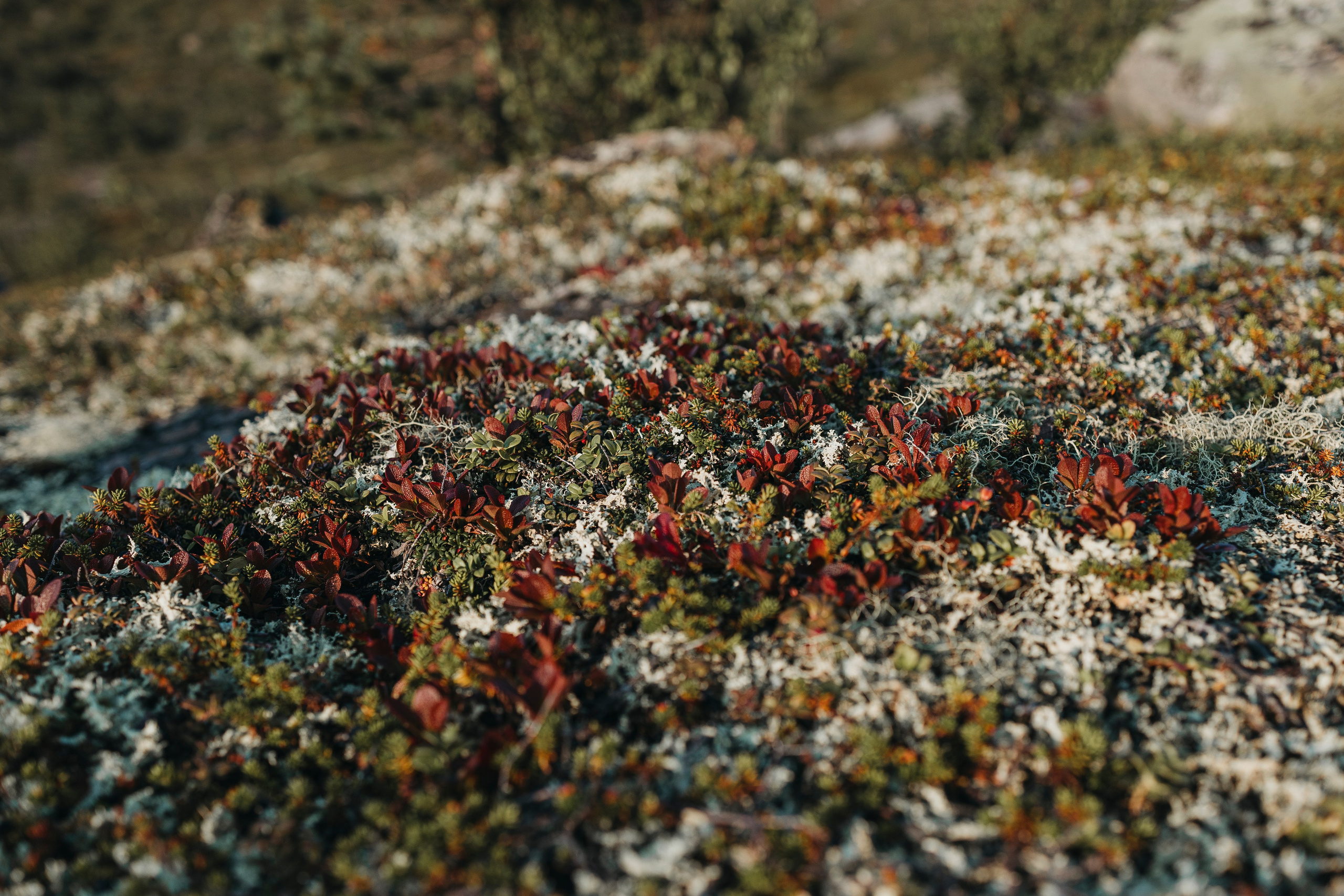 Горы. Фотограф-анималист Анна Маринич