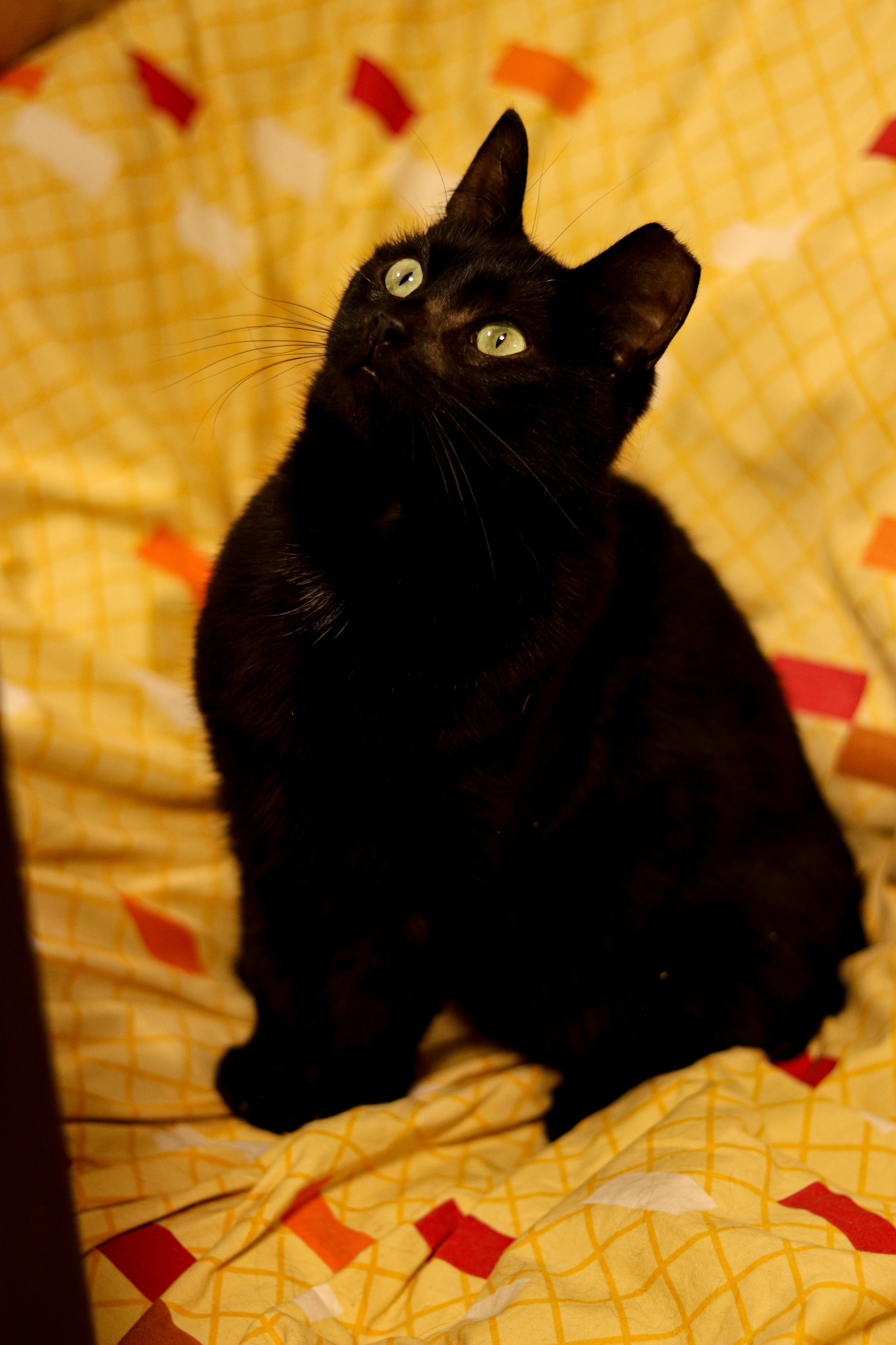 Петербургский дом кота (27 июня 2024). Ивентный фотограф в Санкт-Петербурге Олег Комков