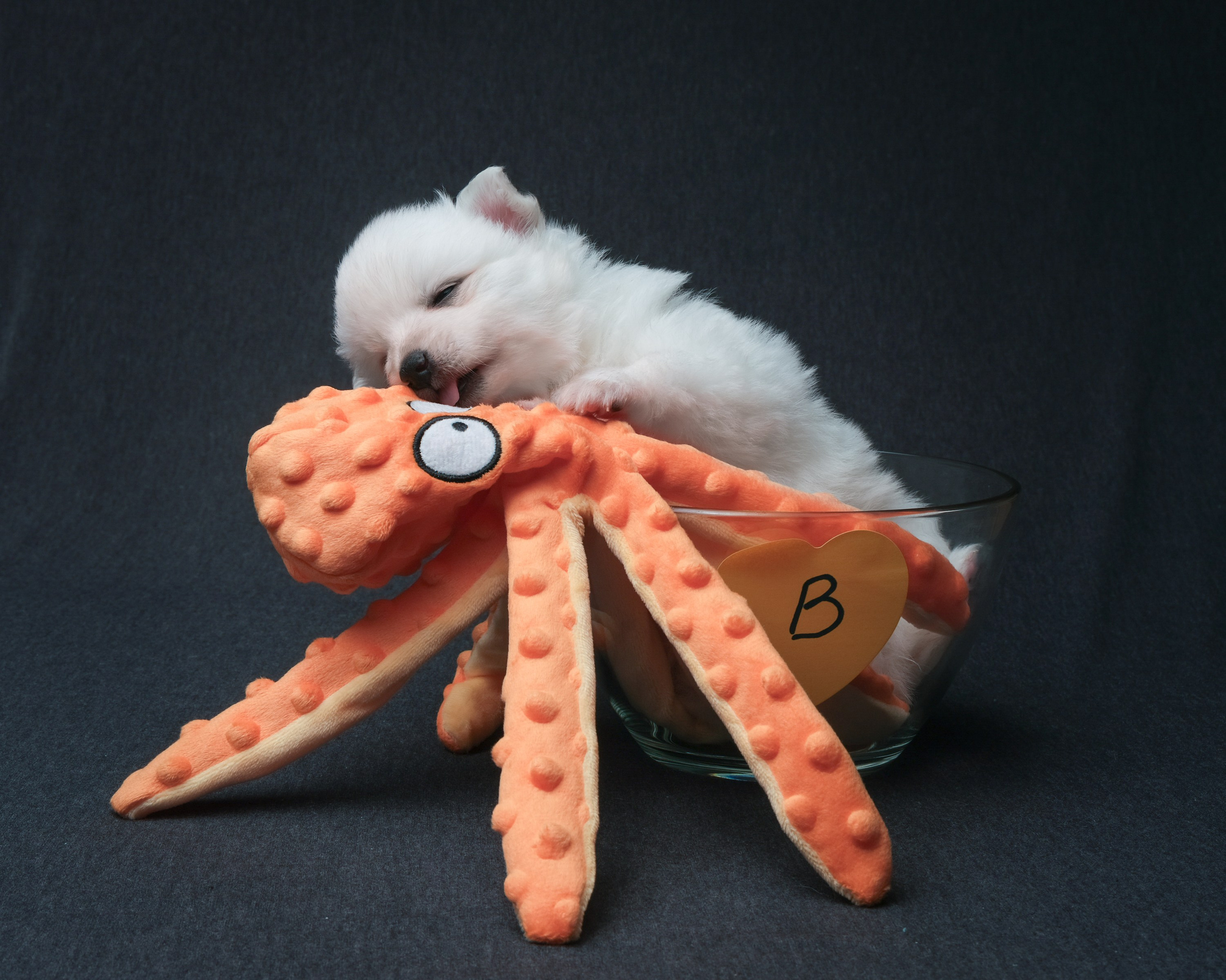 Съемка животных, собак, щенков, фото помета, портрет питомцев. Портретный и семейный фотограф в Перми Лена Лоза. Портрет для бизнеса