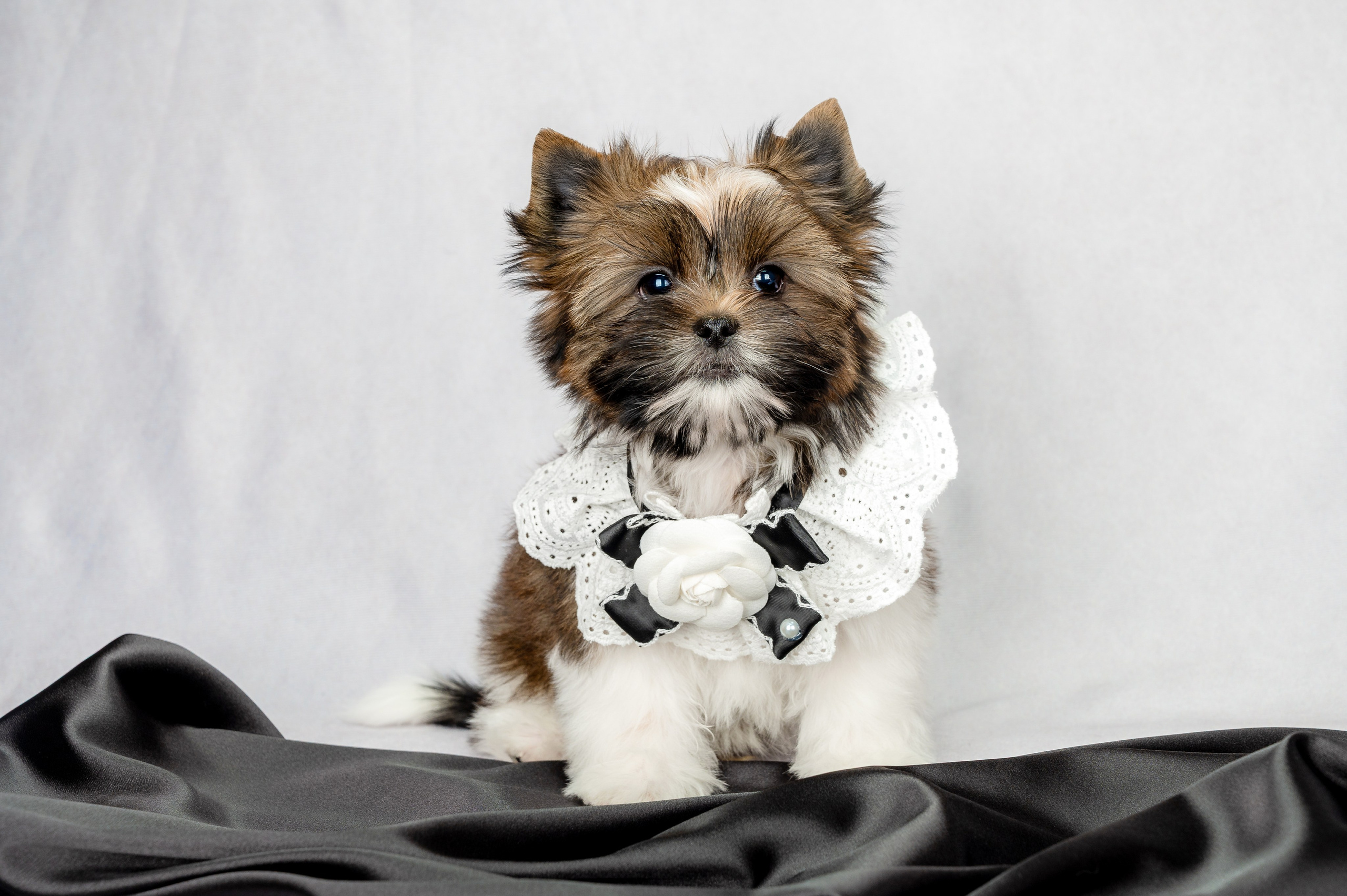 Собаки. Фотограф-анималист в СПб