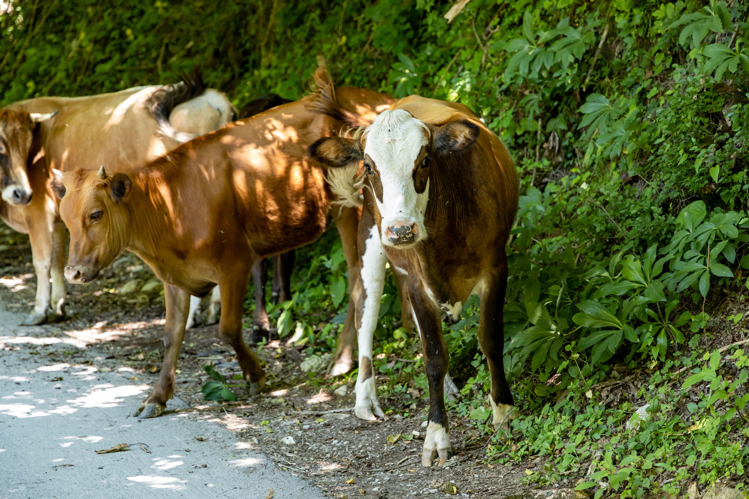 Сочи. Солох Аул. Репортажный, семейный и студийный фотограф в Москве Демин Алексей