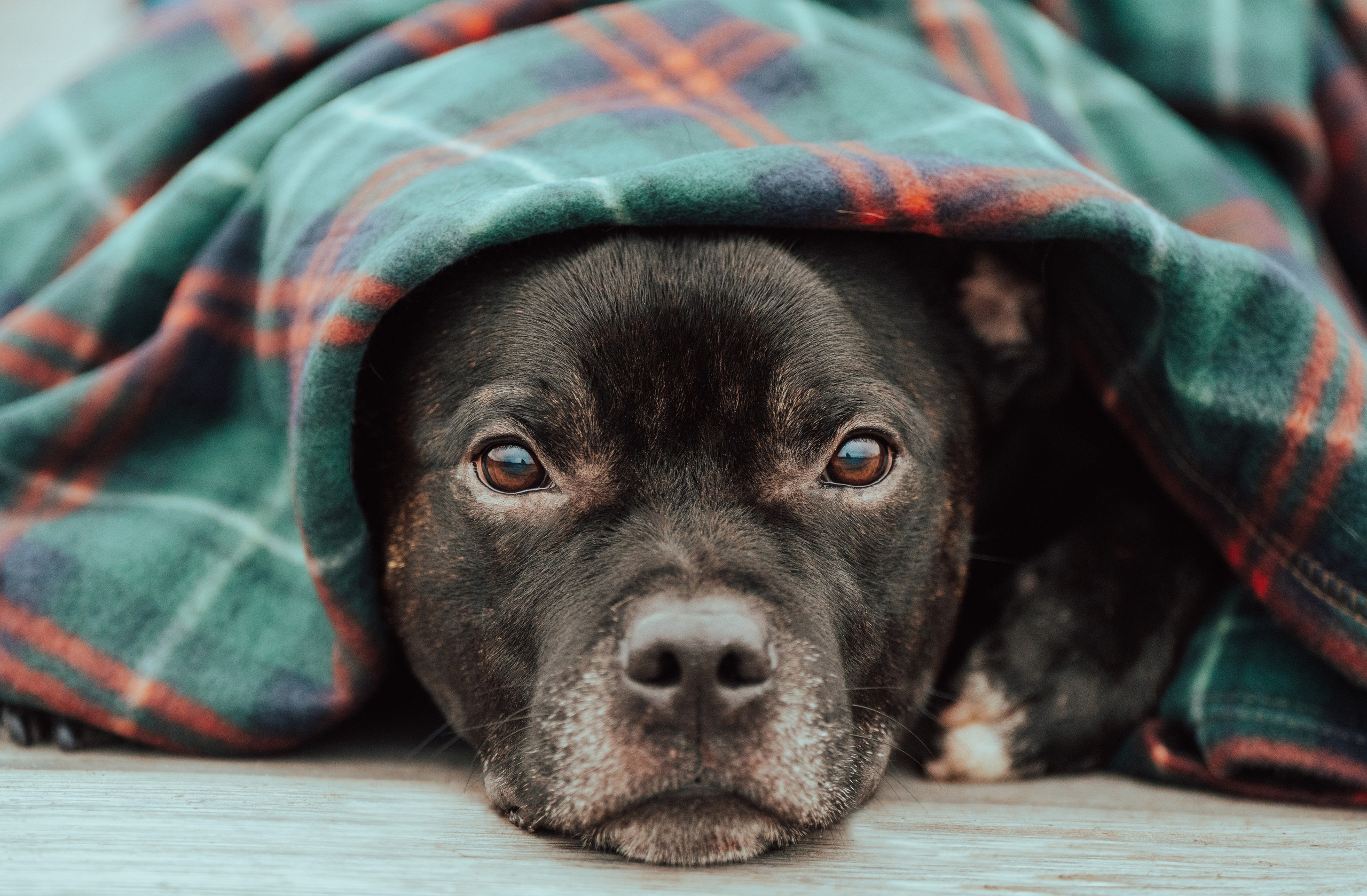 Фотограф анималист в Санкт-Петербурге. Фотограф анималист в Спб недорого Олеся Майорова
