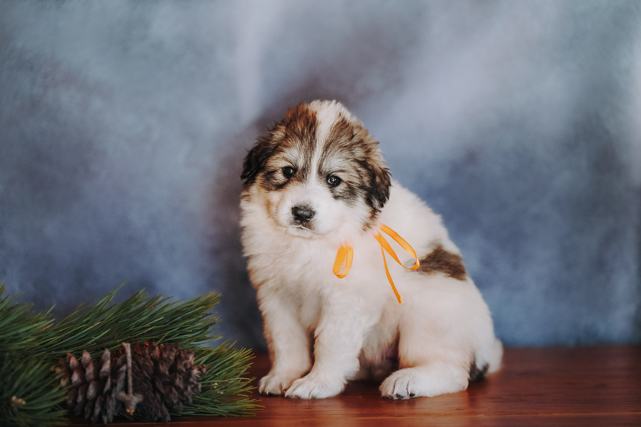 Пиренейские горные. Фотограф анималист в Спб недорого Олеся Майорова
