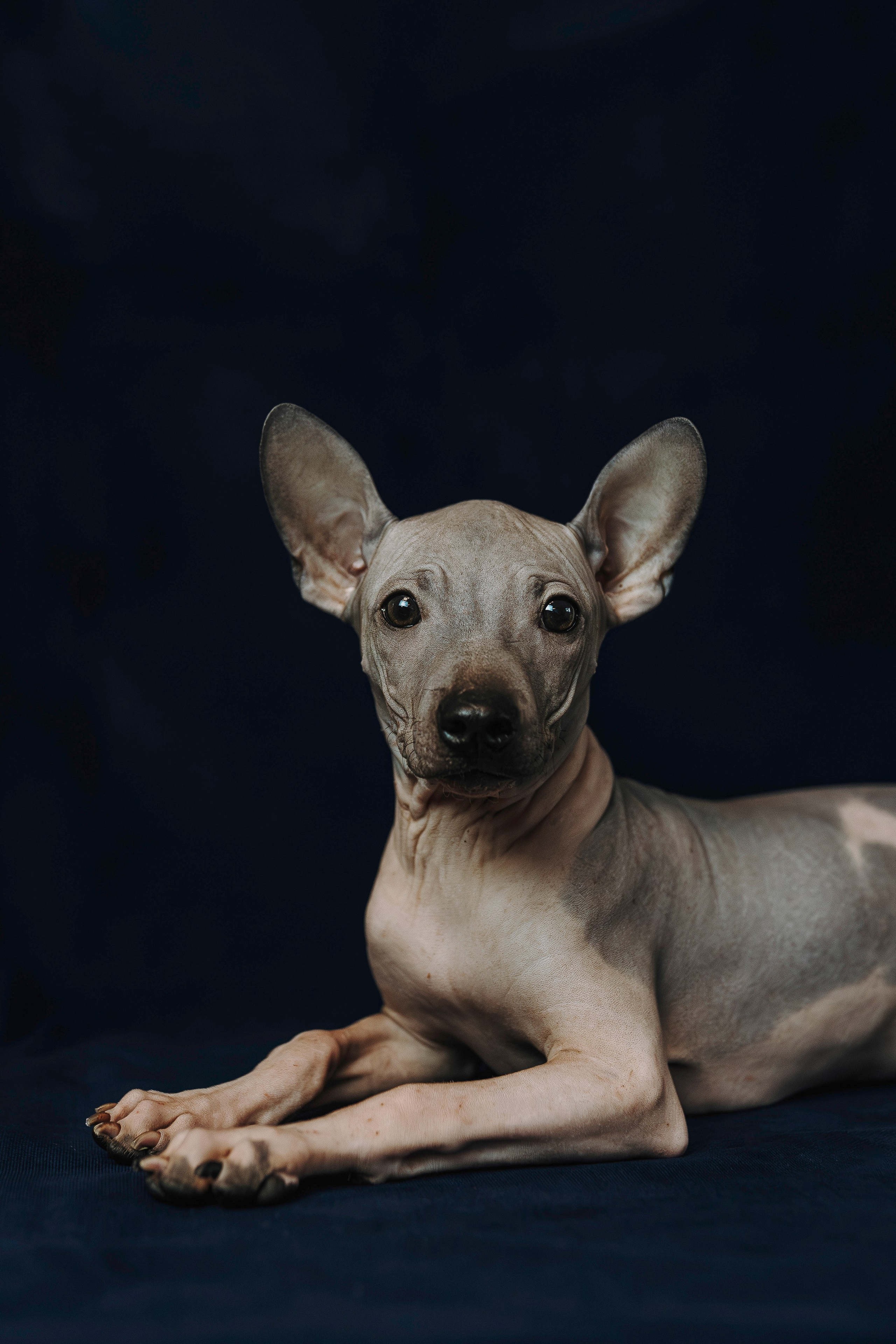 Малыши американского голого терьера. Фотограф анималист в Спб недорого Олеся Майорова
