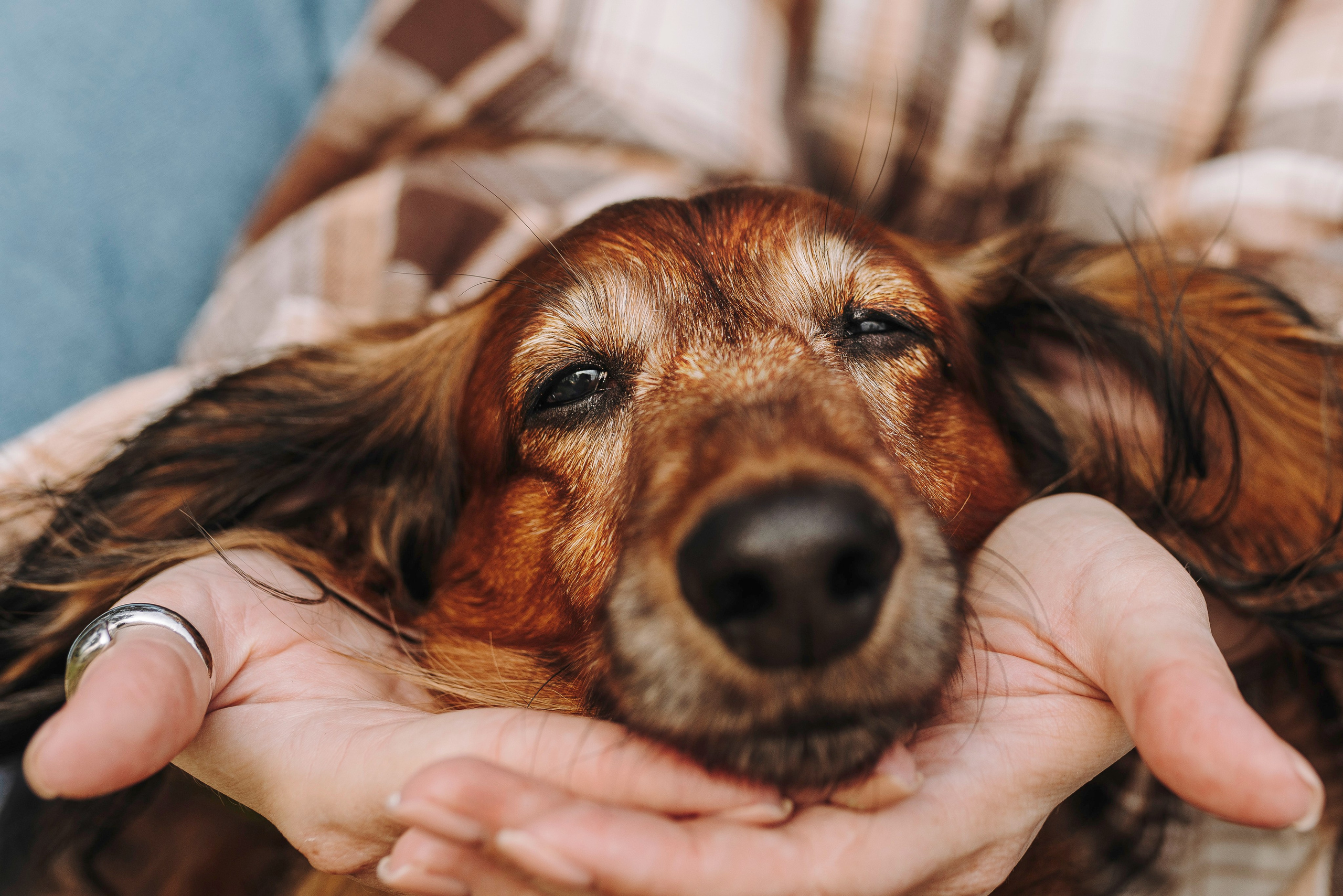 Фотосессия с длиношерстной таксой на пляжн. Фотограф анималист в Спб недорого Олеся Майорова