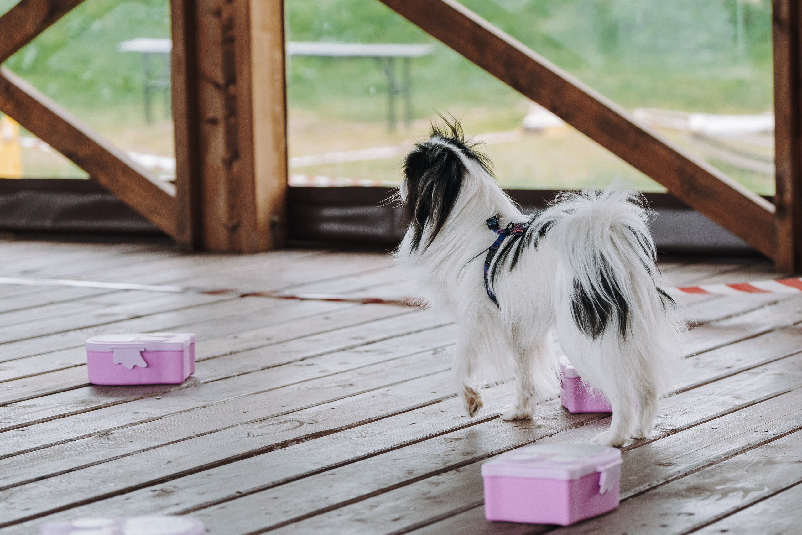 Соревнования по ноузворку в Лосево. Фотограф анималист в Спб недорого Олеся Майорова
