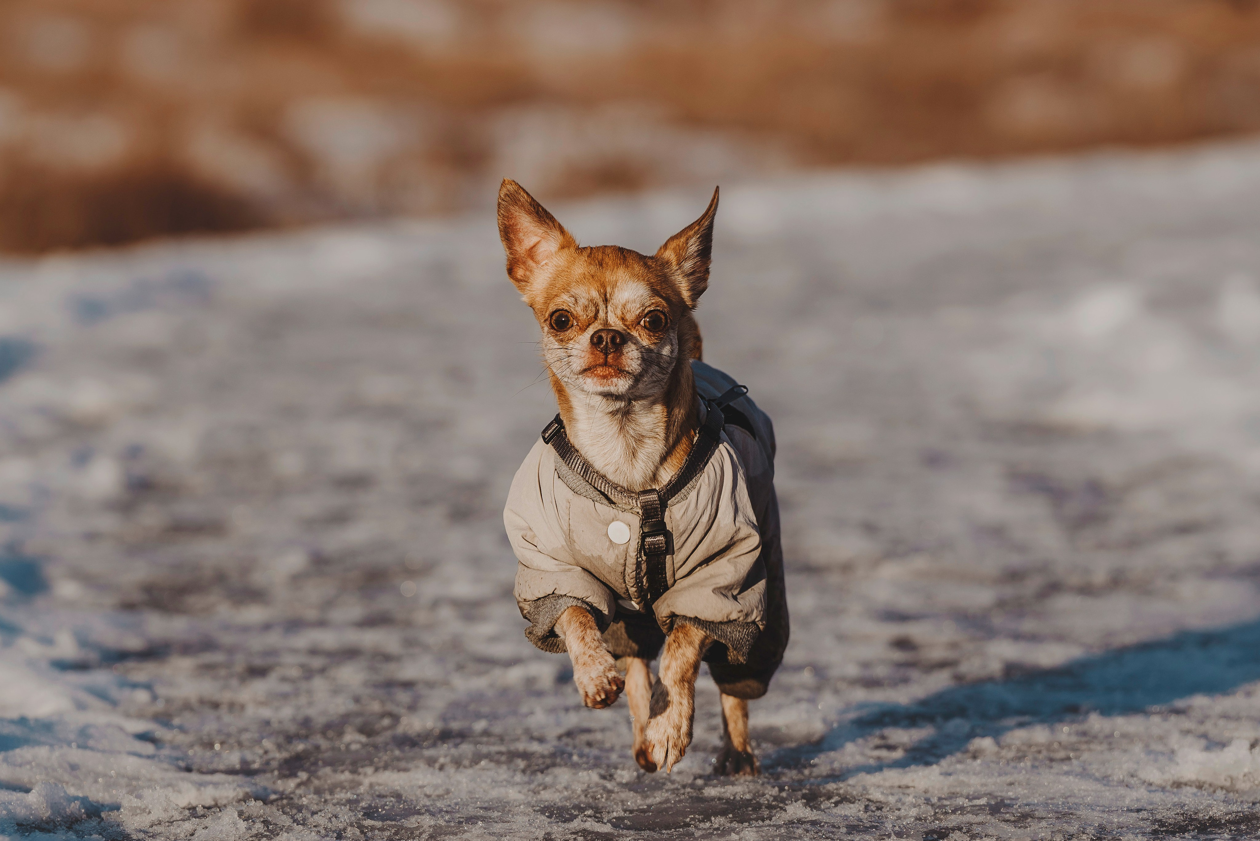Наталия и Боря. Фотограф анималист в Спб недорого Олеся Майорова