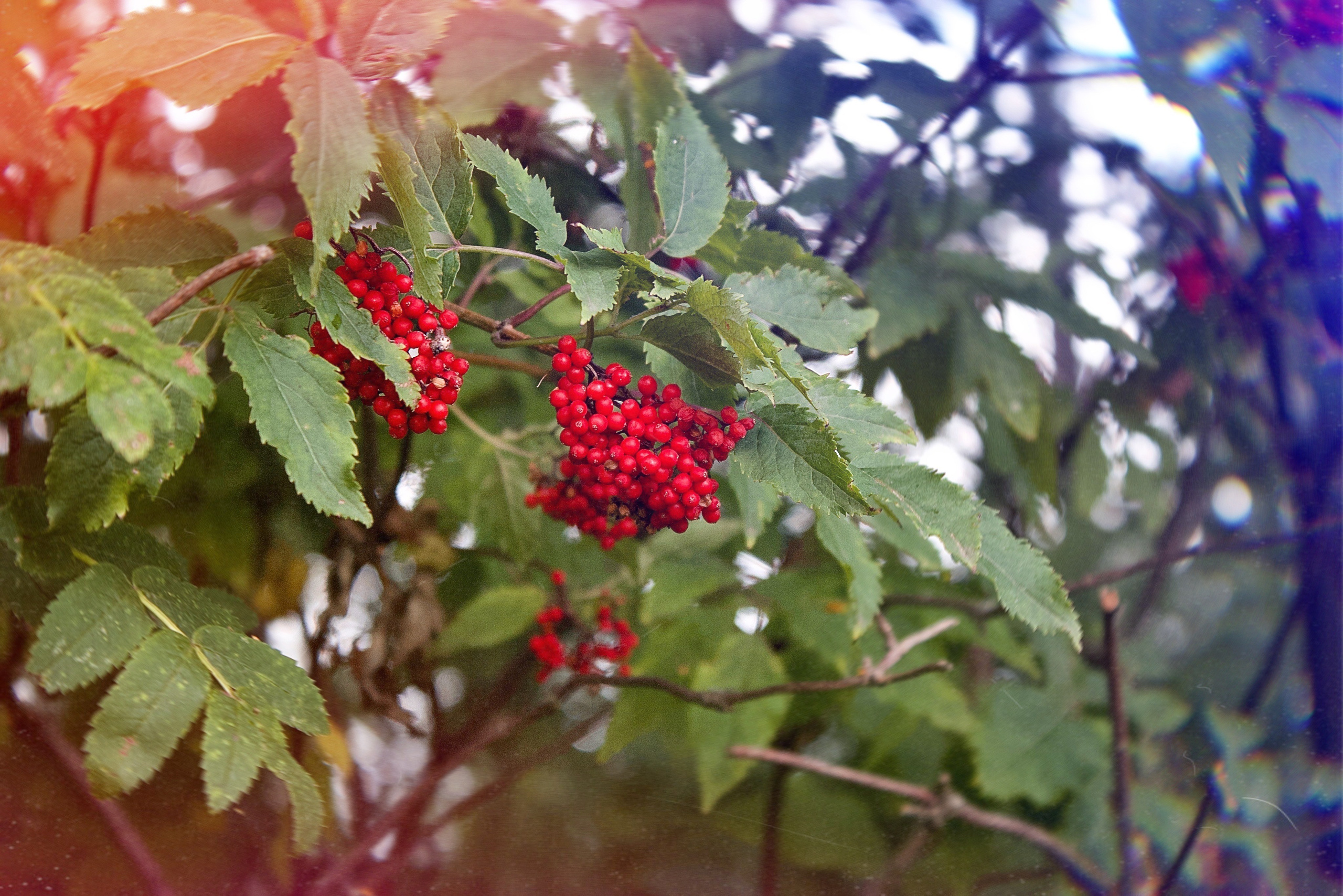 Флористическая. KUPINИ | ФОТО — сайт портфолио по мультижанровой съёмке | фотограф Сергей Мар