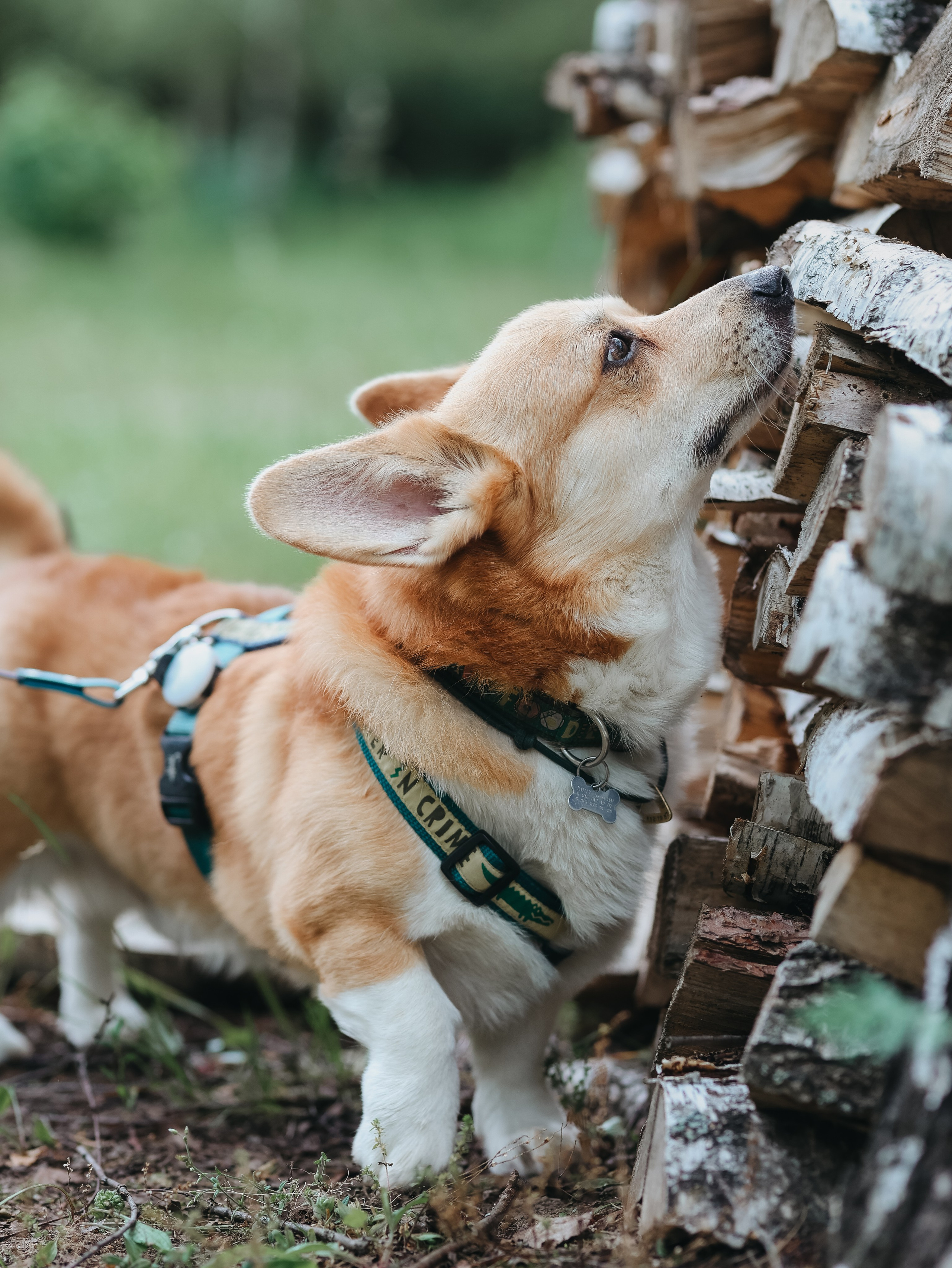 Лагерь ноузворк. Фотограф-анималист в Москве Кириллова Татьяна