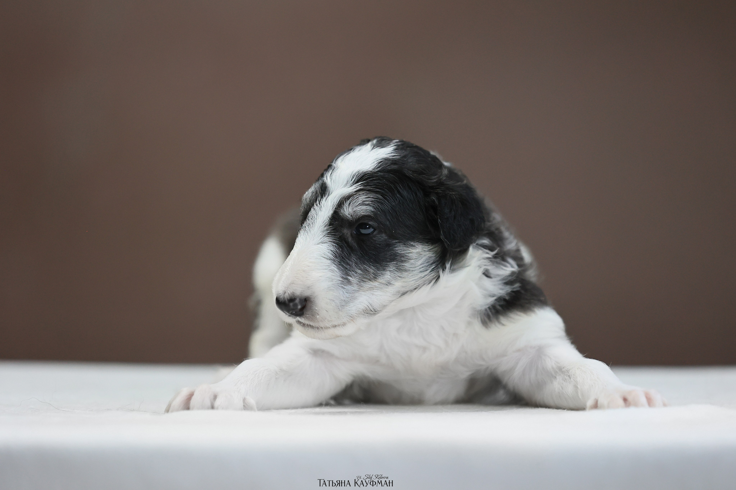 Щенки рпб (3 недели). Фотограф Анималист из Новосибирска Татьяна Кауфман