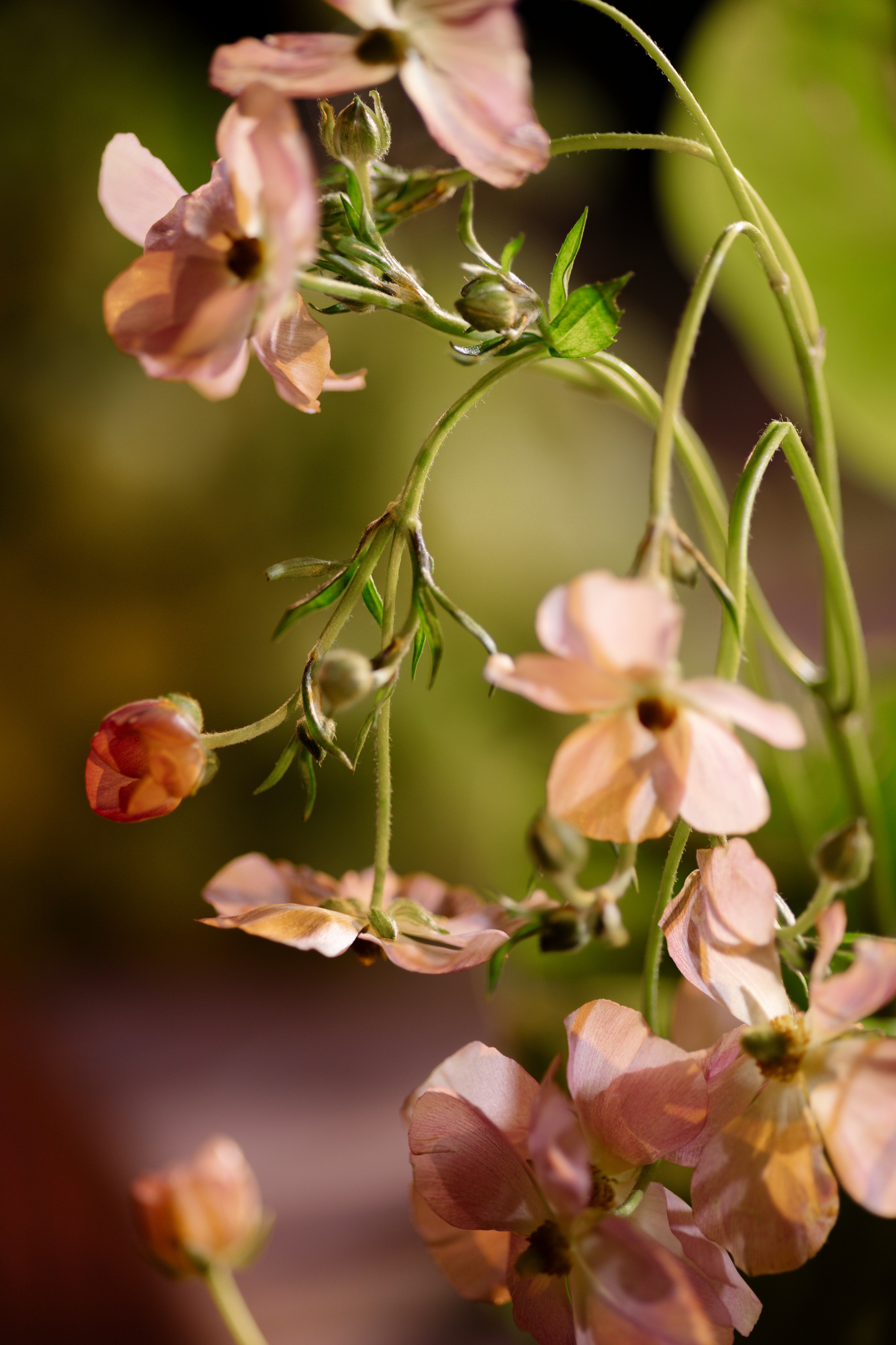 N&A. Свадебный фотограф Лиза Макатович Беларусь Минск