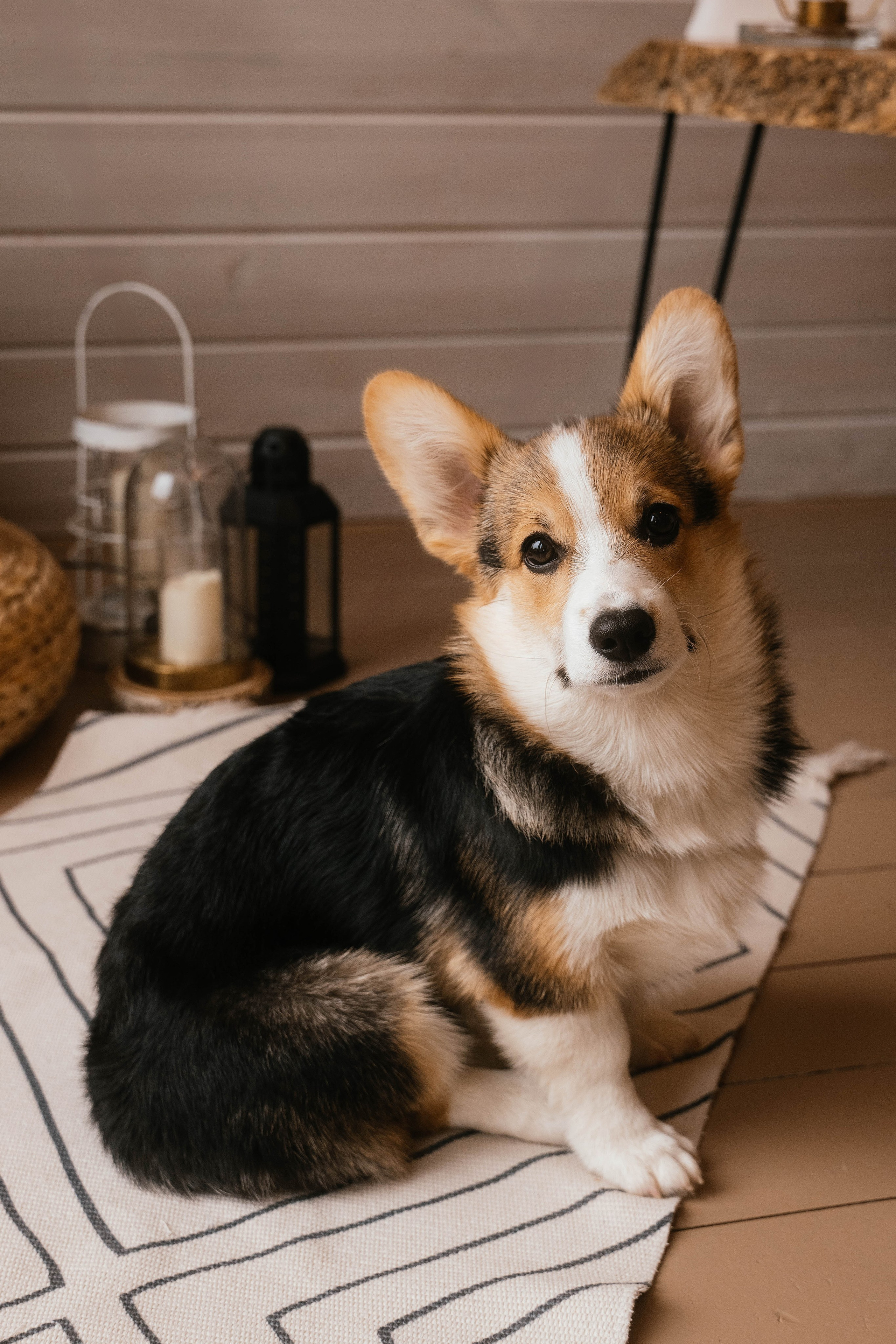 Вика, Коля, Лера, Ева и Вестар. Свадебный, семейный фотограф в Рязани Лена Брант