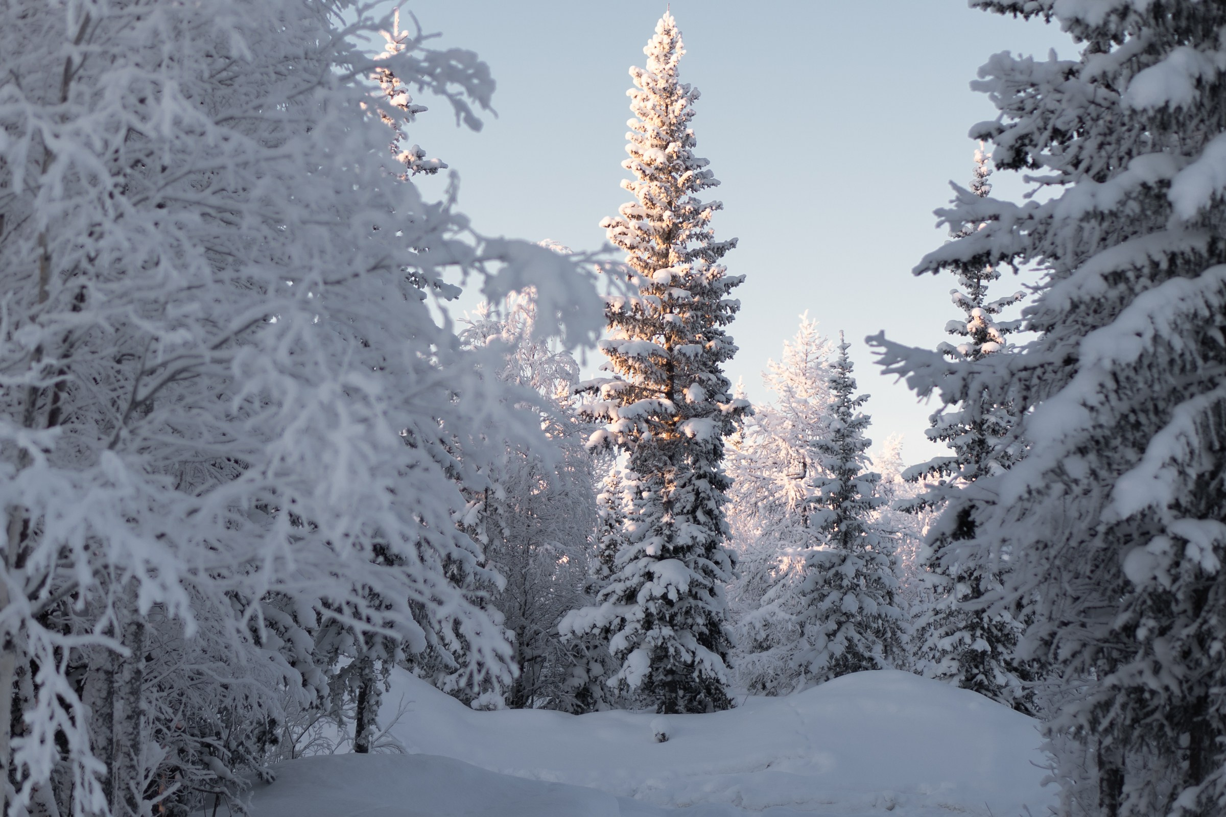 Зима. Фотограф Екатерина Зорина