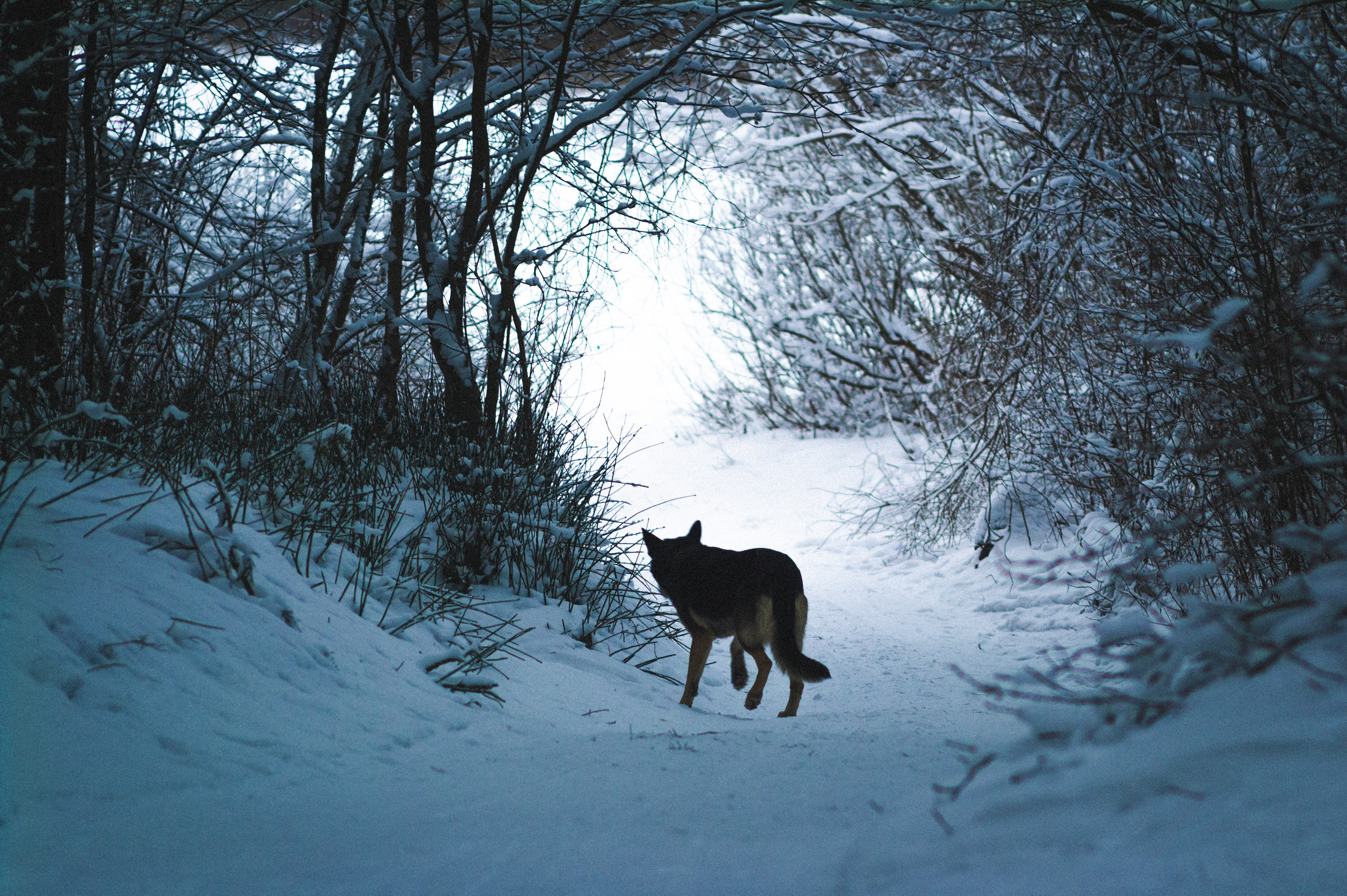 Черная речка