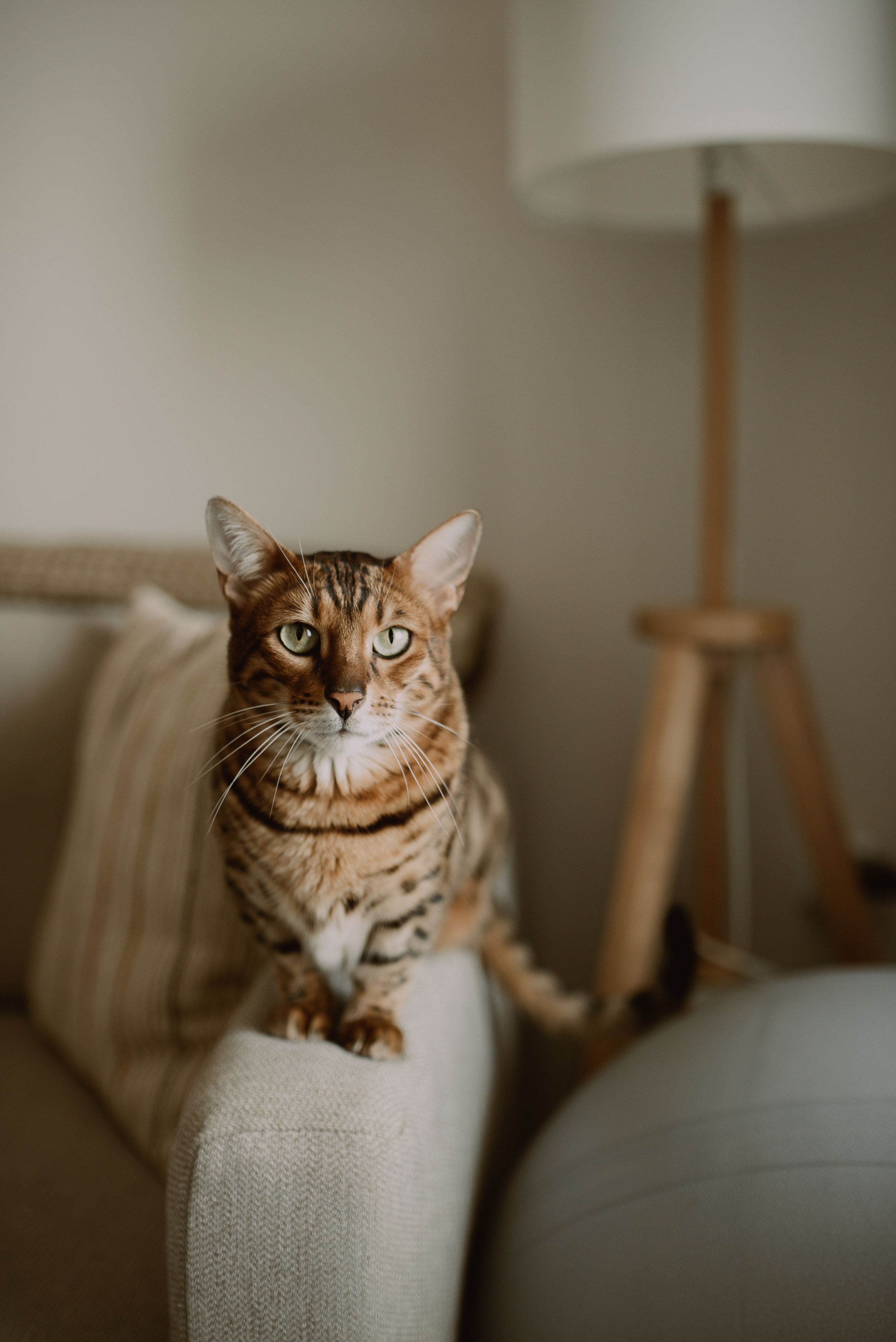 Семейная фотосессия Южная битца. Семейная фотосессия Бутово Москва фотограф Алина Морщагина