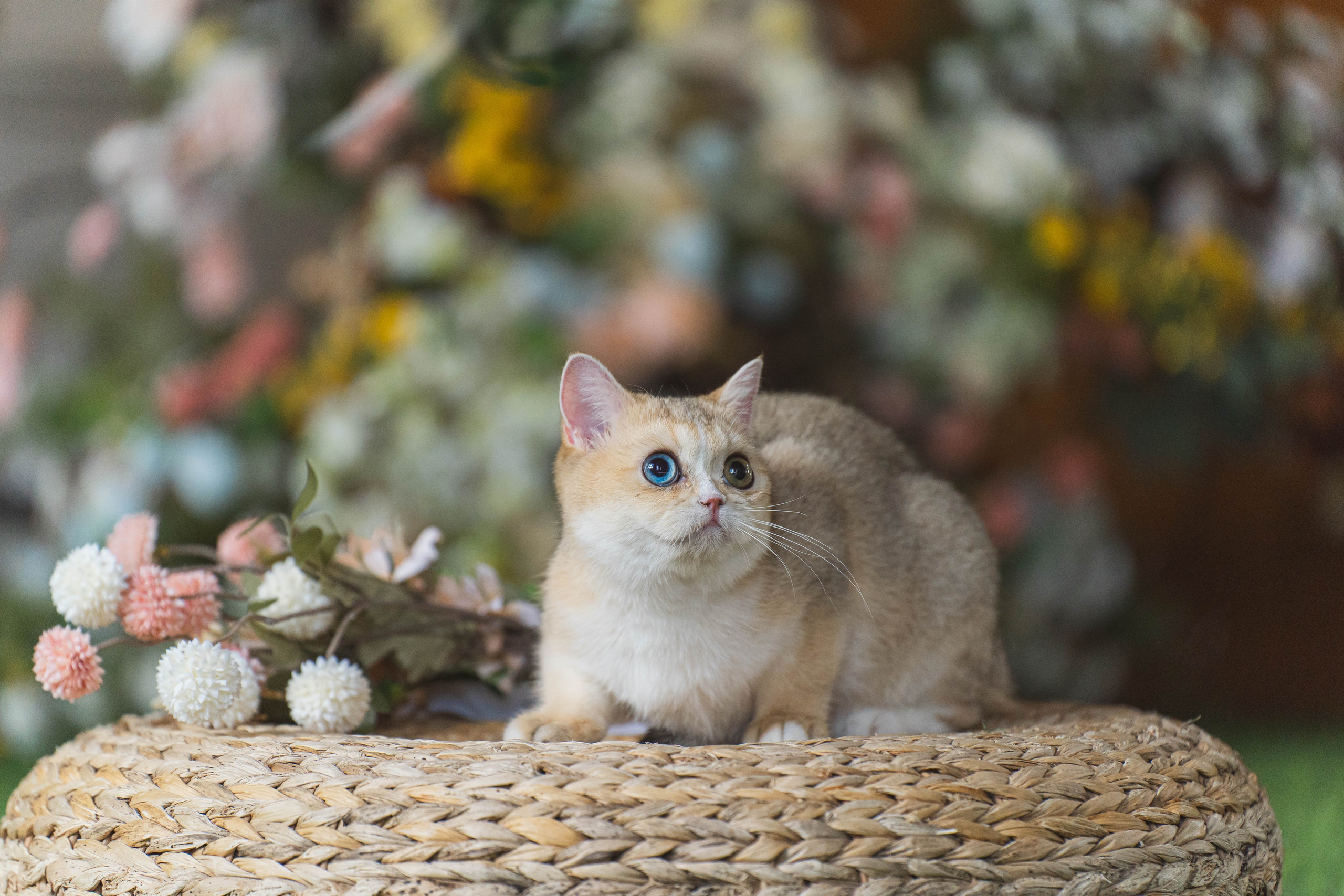 Питомник Шотландских кошек. Фотограф в Москве Ленарская Дарья