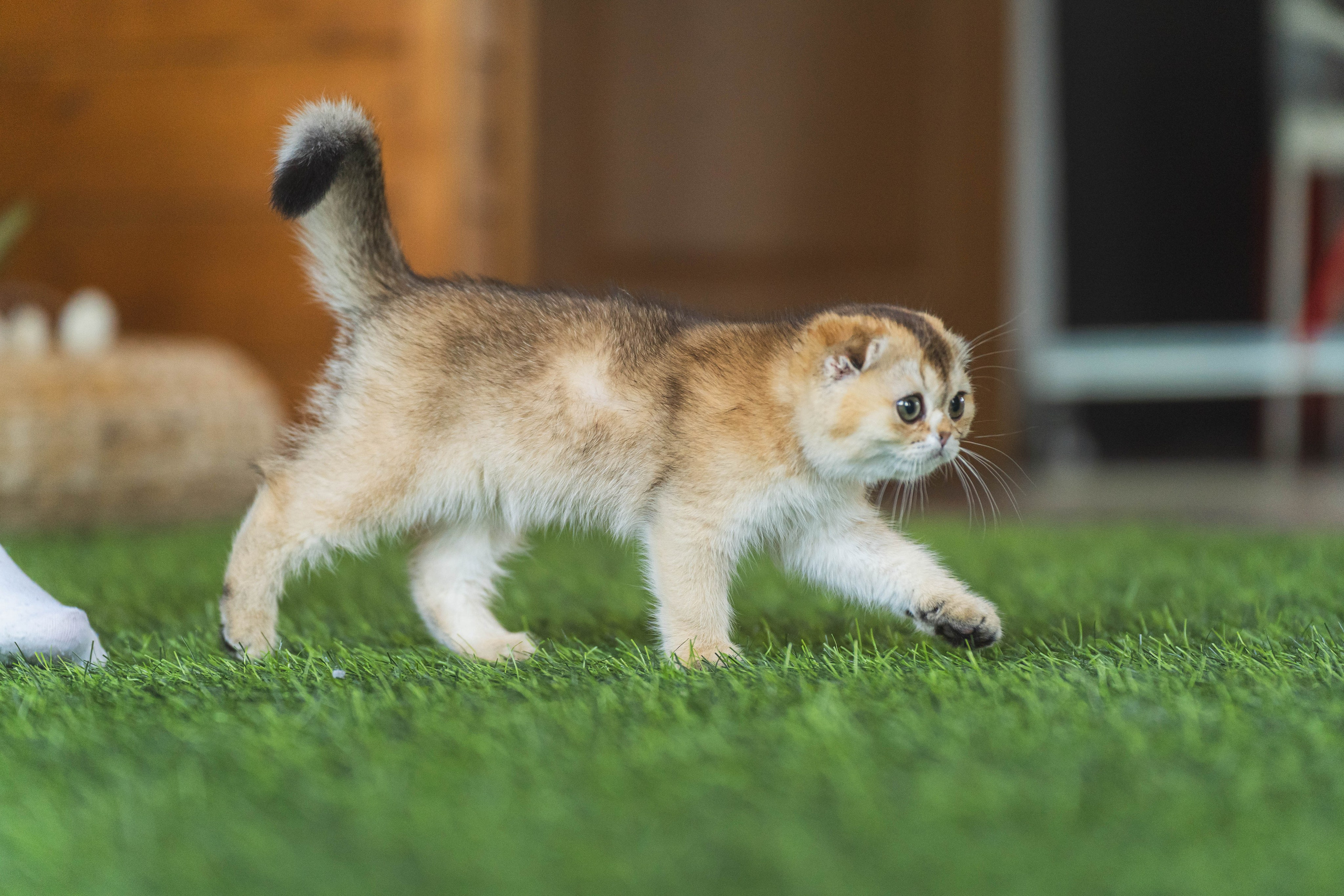 Питомник Шотландских кошек. Фотограф в Москве Ленарская Дарья