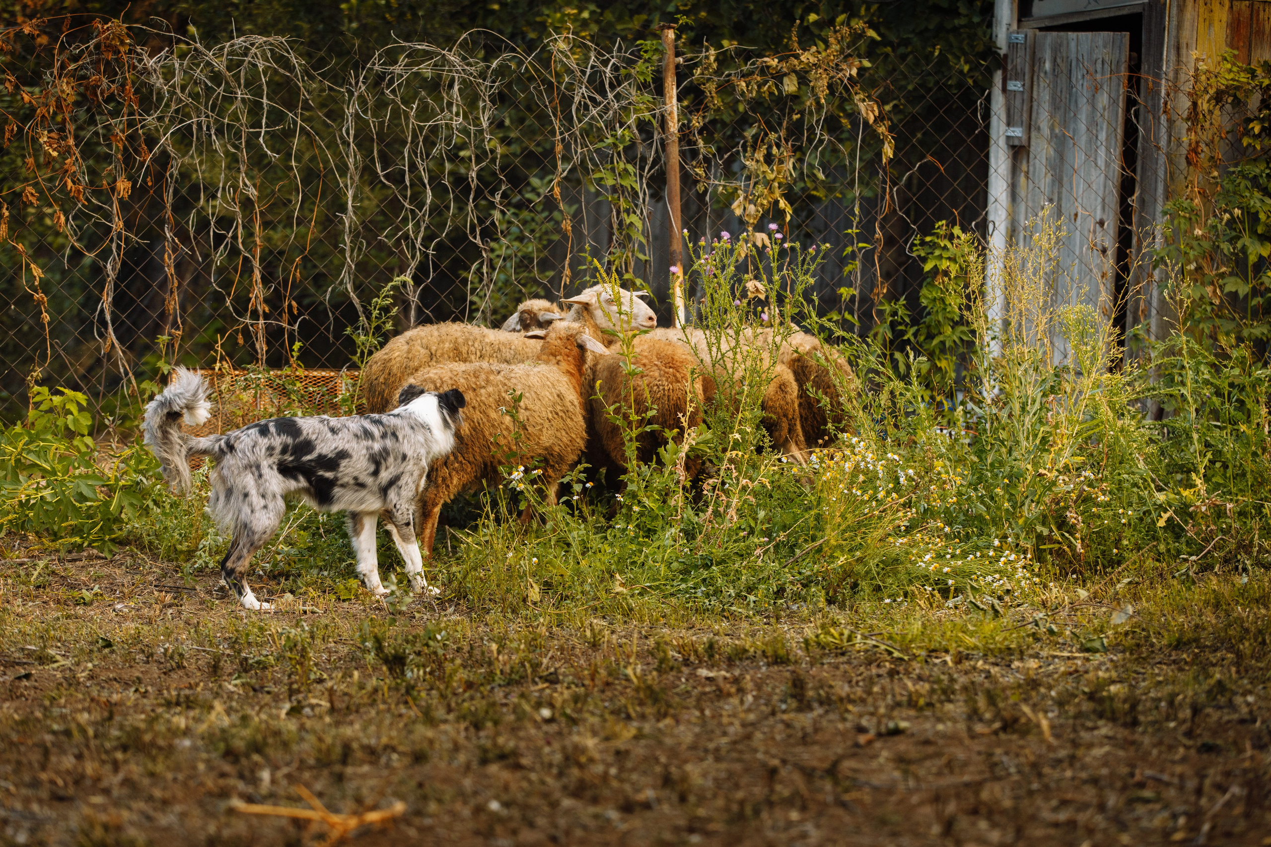Овечий день. О нас